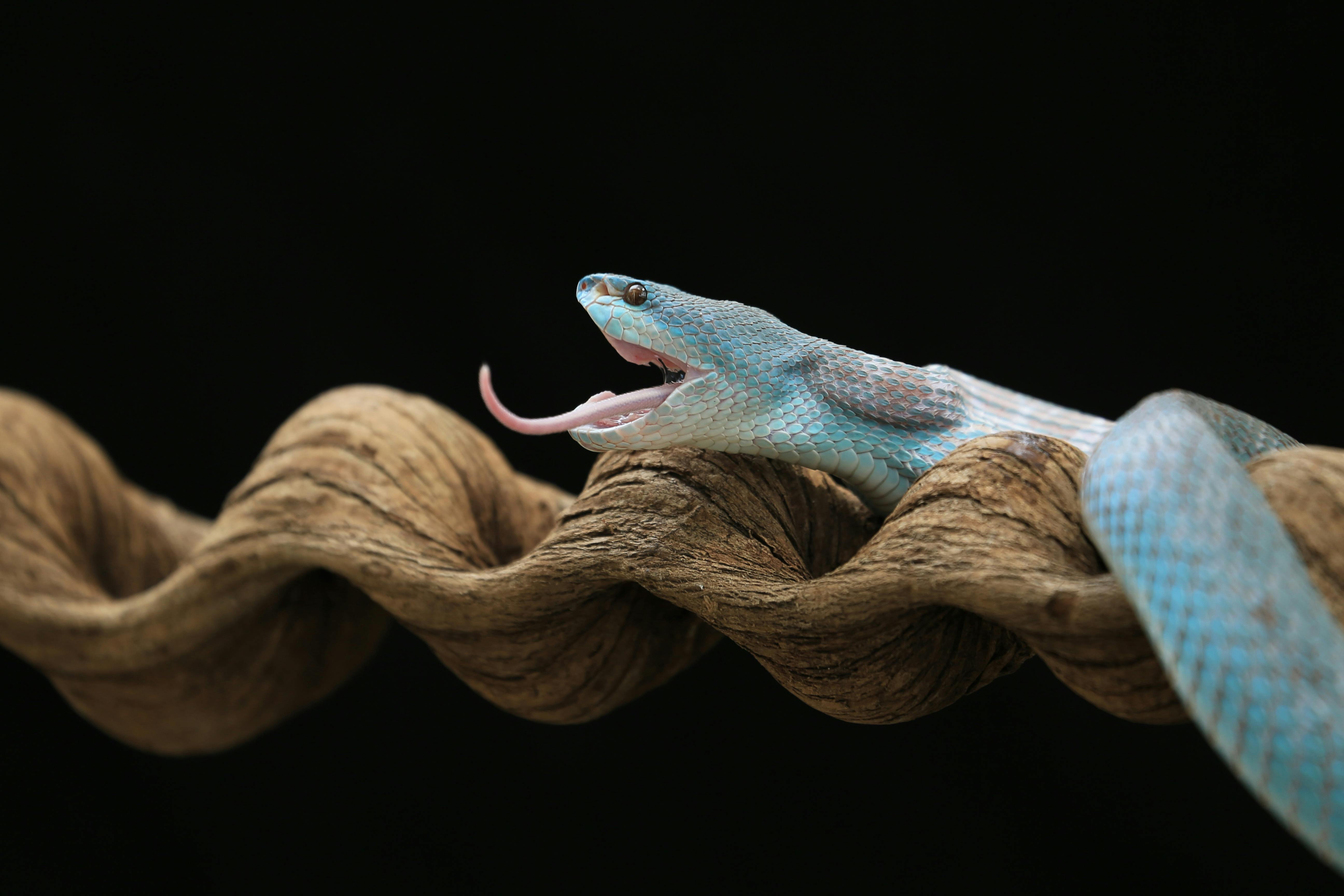 Gratis Primo piano di una vipera di un vivido blu su un ramo marrone contorto con sfondo nero. Foto a disposizione