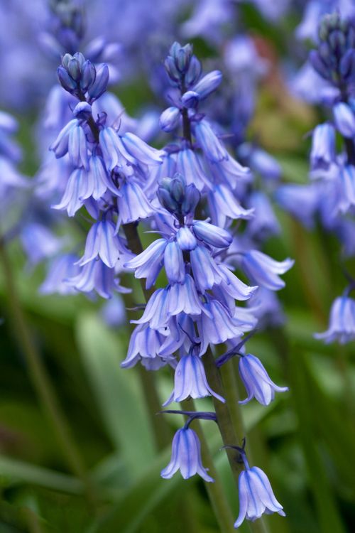 Free Vibrant close-up of bluebell flowers in full bloom, capturing the essence of spring. Stock Photo