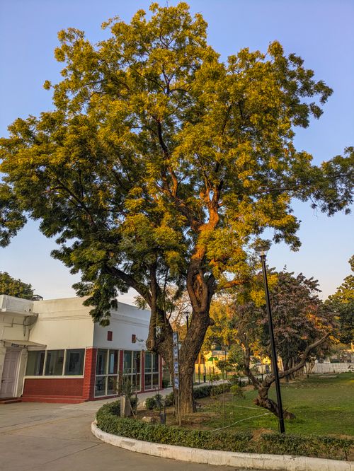 Free Sunlit tree beside a modern office building in a serene New Delhi park. Stock Photo