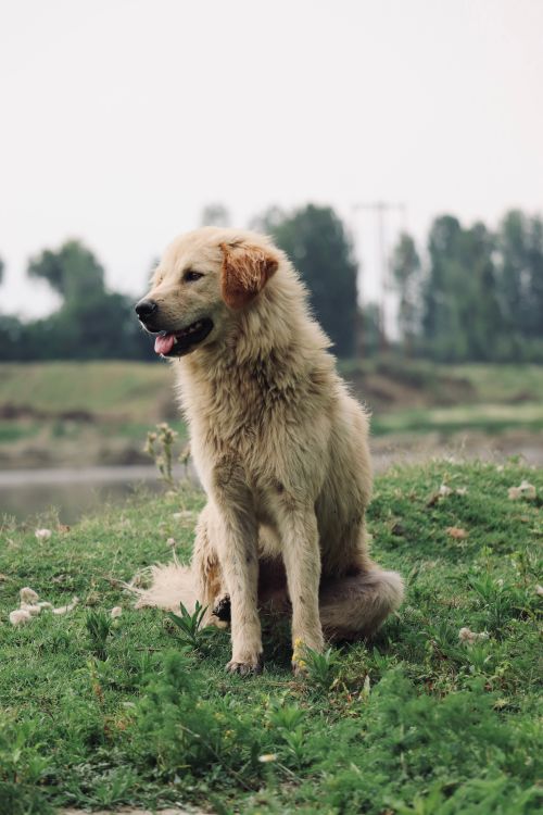 Free Adorable golden retriever sits joyfully in a green field outdoors, exuding natural charm. Stock Photo