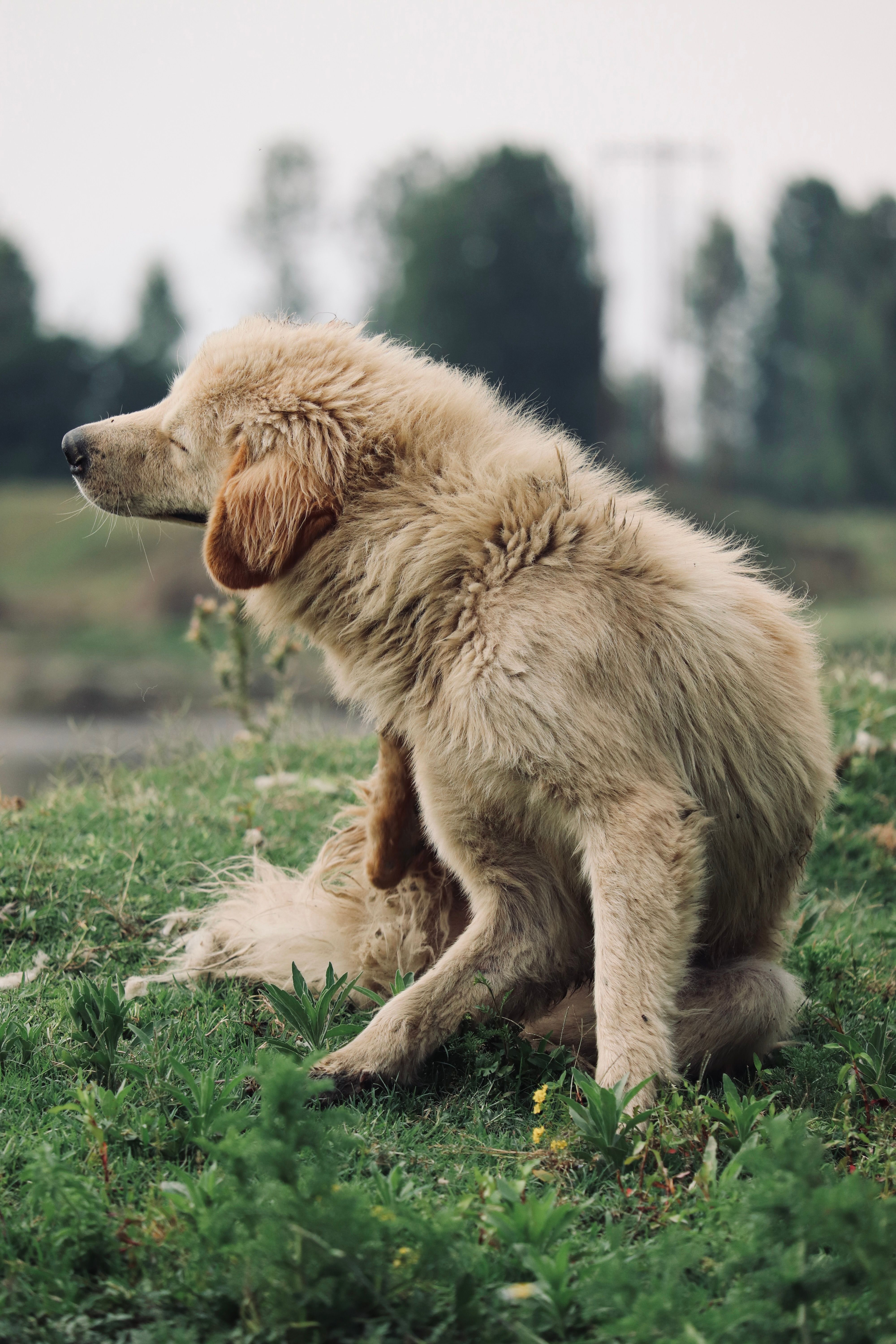 A fluffy Golden Retriever dog scratching itself in a lush green meadow outdoors.