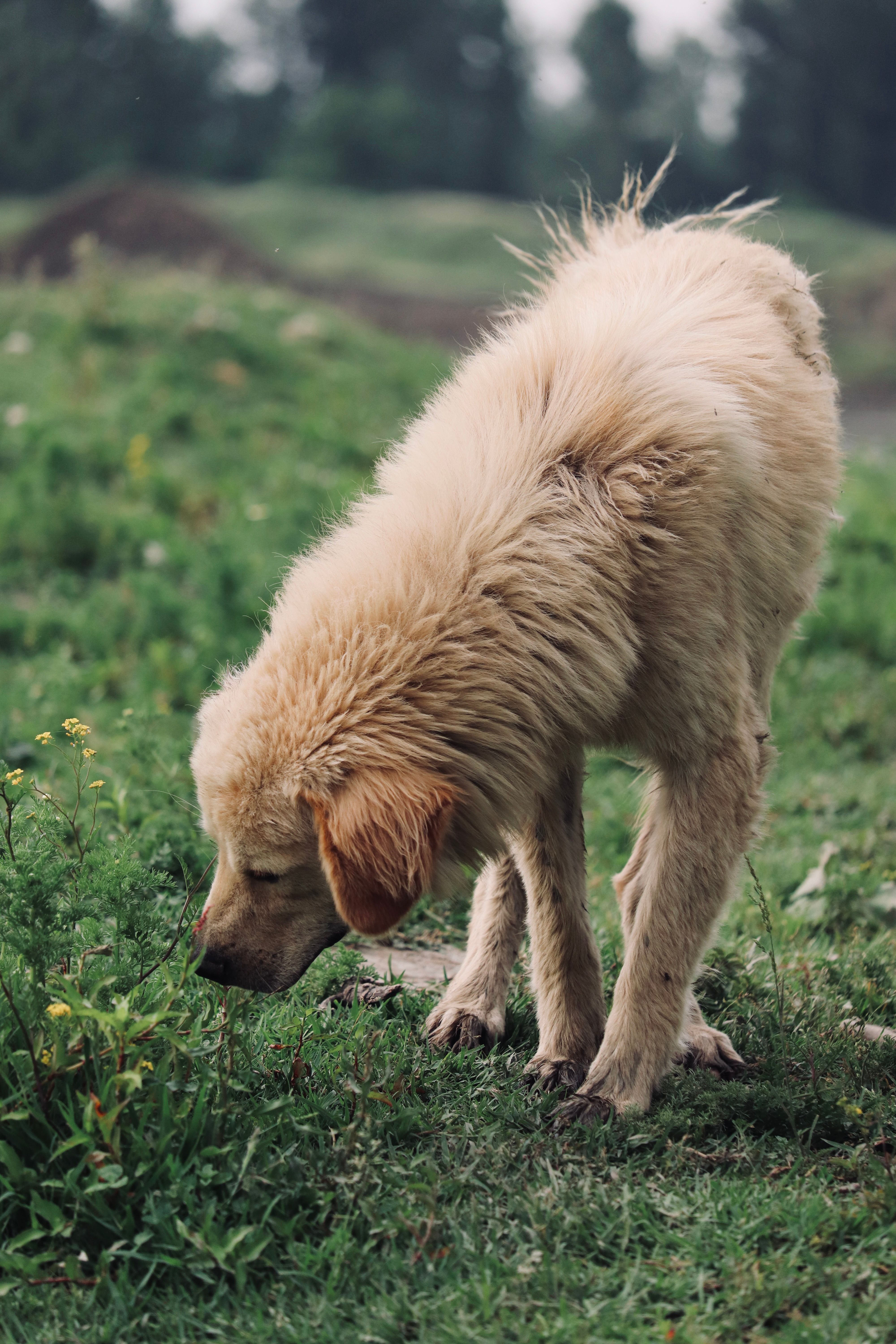 Golden Retriever smelling grass outdoors in a field
