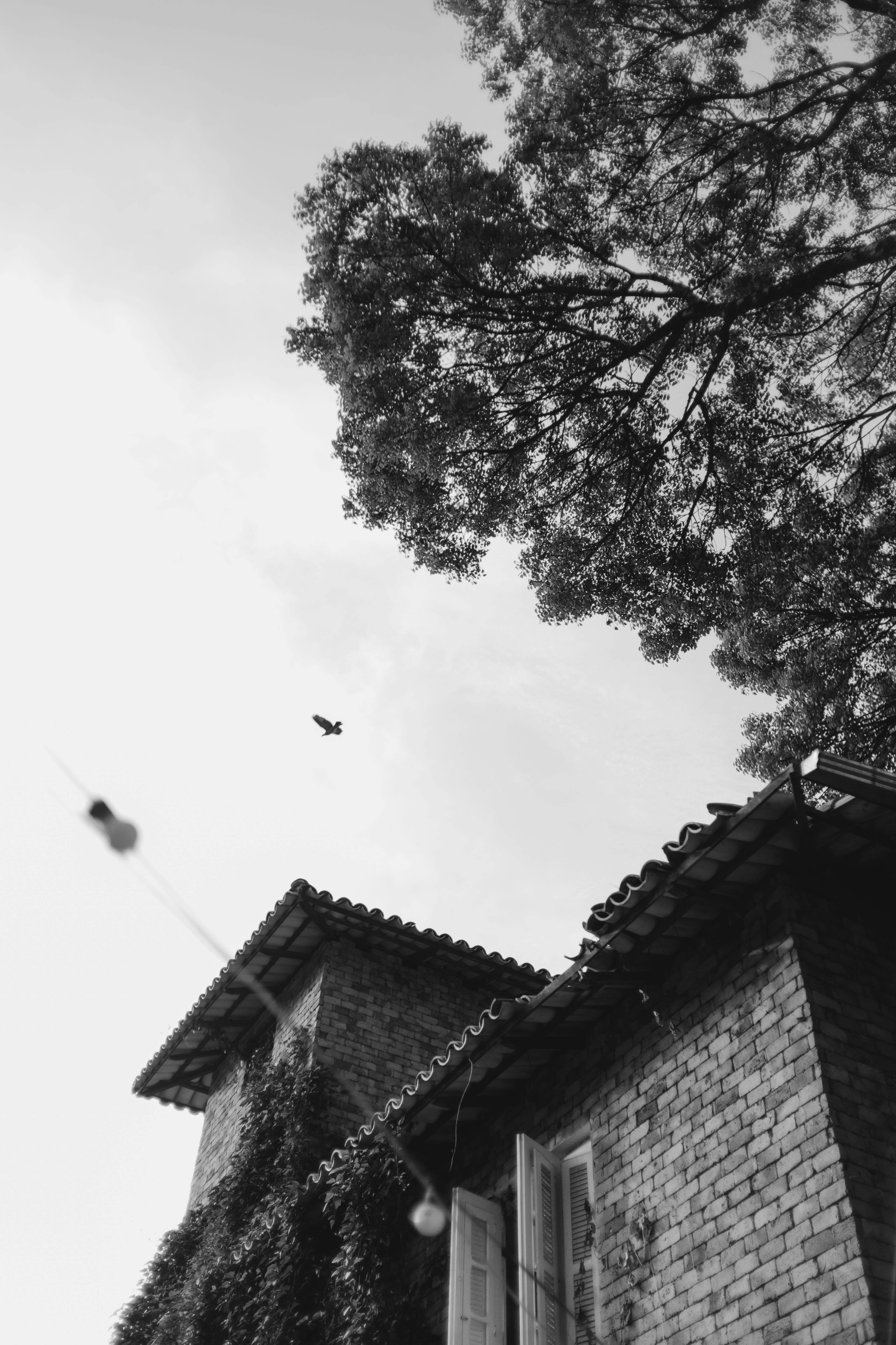 Ücretsiz Üzerinde bir kuşun uçtuğu, rustik bir tuğla evin siyah beyaz fotoğrafı. Stok Fotoğraflar