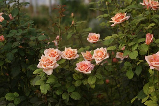 Sant Llorenç de Cerdans