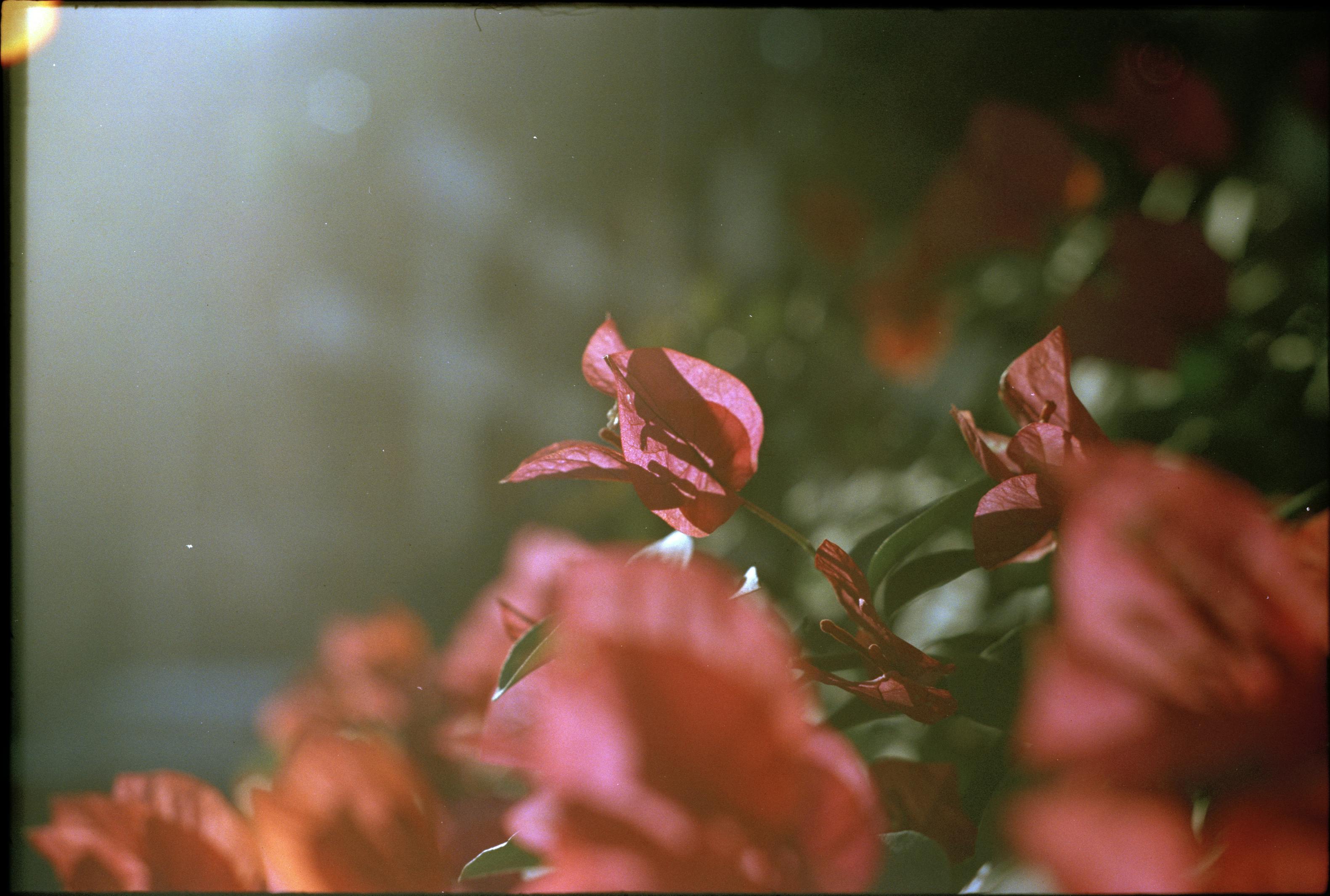 Gratis Primo piano di vivaci fiori di bouganville rosa che si crogiolano alla calda luce del sole. Foto a disposizione