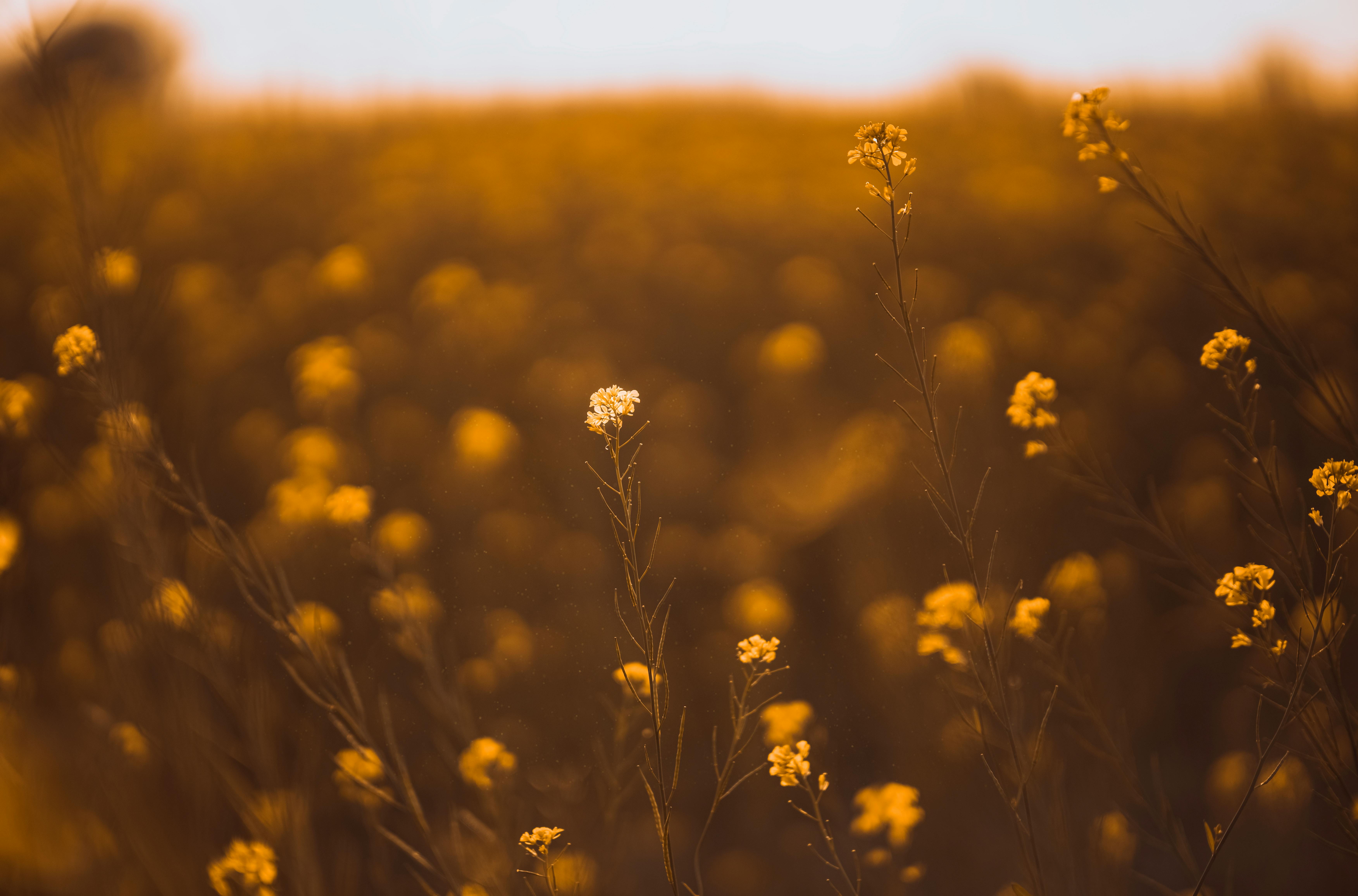 Δωρεάν Μια εκπληκτική θέα αγριολούλουδων σε ένα χρυσό χωράφι φωτισμένο από το φως του ηλιοβασιλέματος. Φωτογραφία από στοκ φωτογραφιών