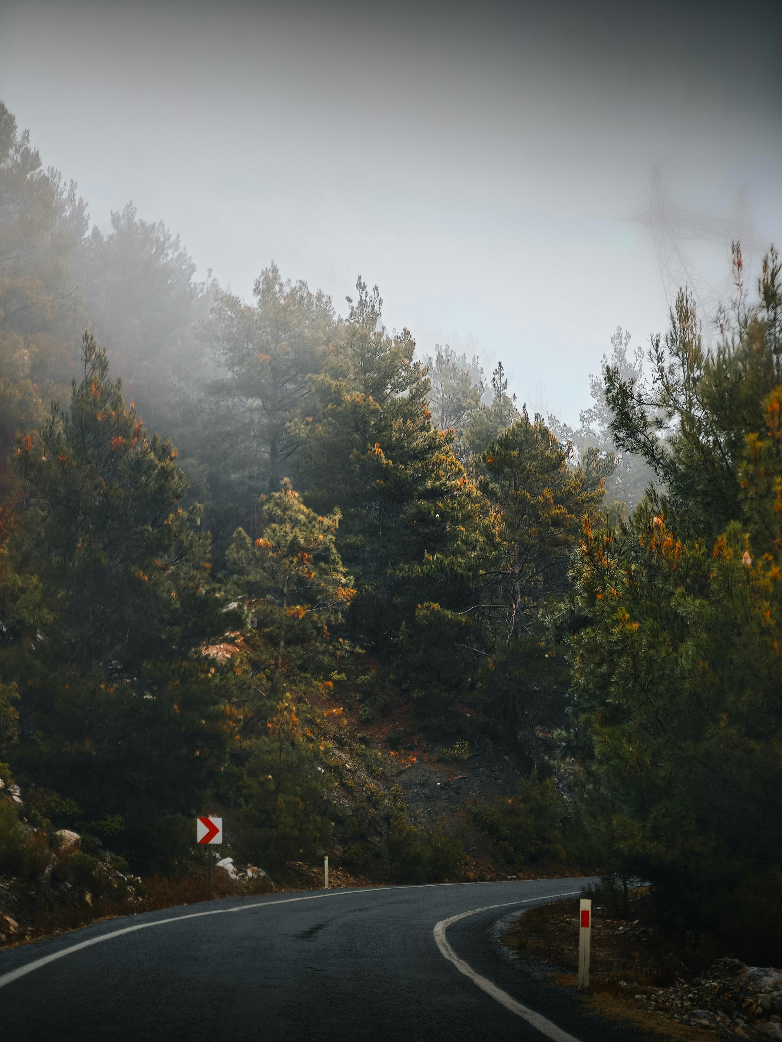 Δωρεάν Ένας ομιχλώδης, ελικοειδής δρόμος μέσα από ένα καταπράσινο δάσος στο Gözüküçüklü, απαθανατίζοντας τη γαλήνια χειμωνιάτικη ομορφιά. Φωτογραφία από στοκ φωτογραφιών