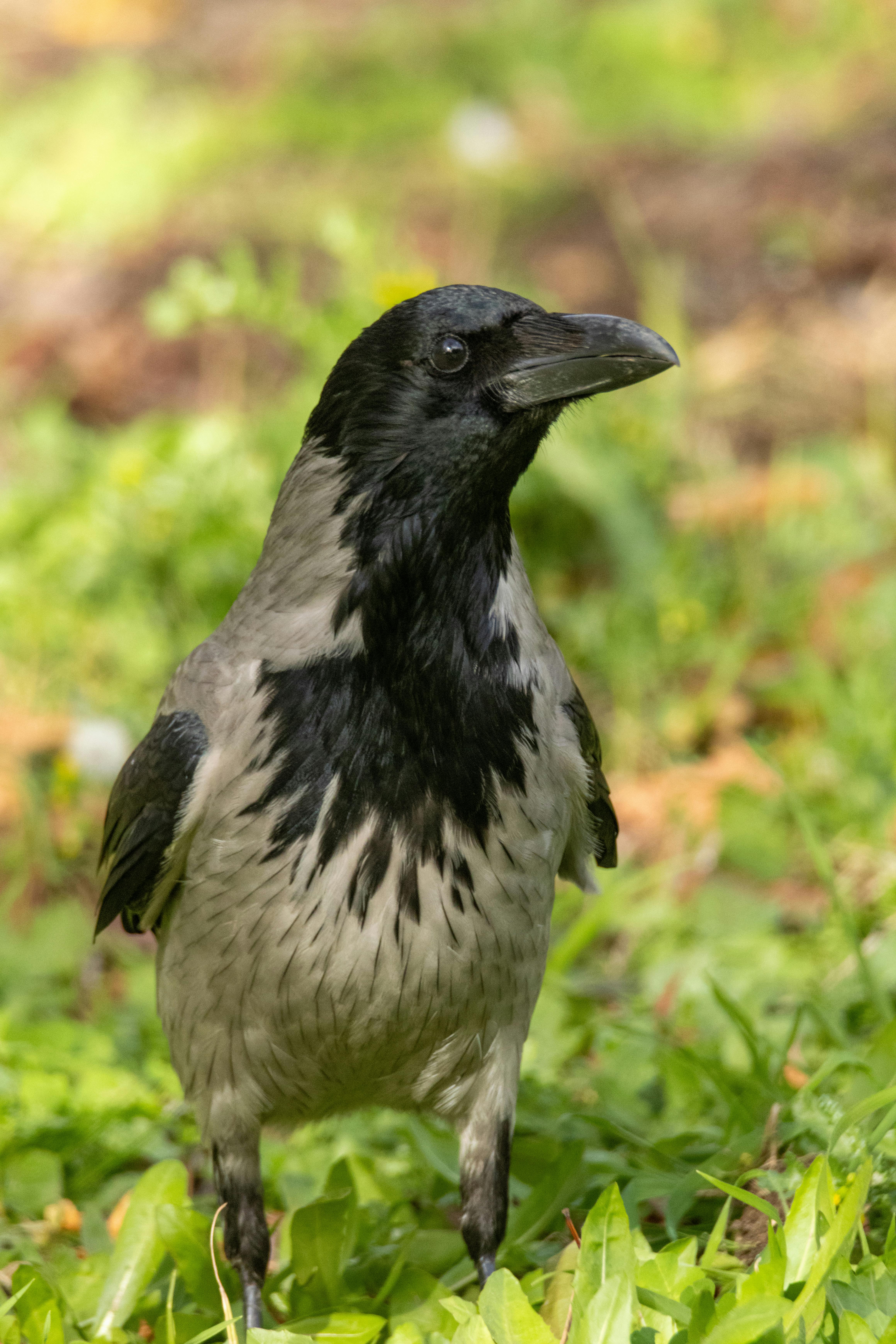 Hooded crow standing on vibrant green grass in springtime.
