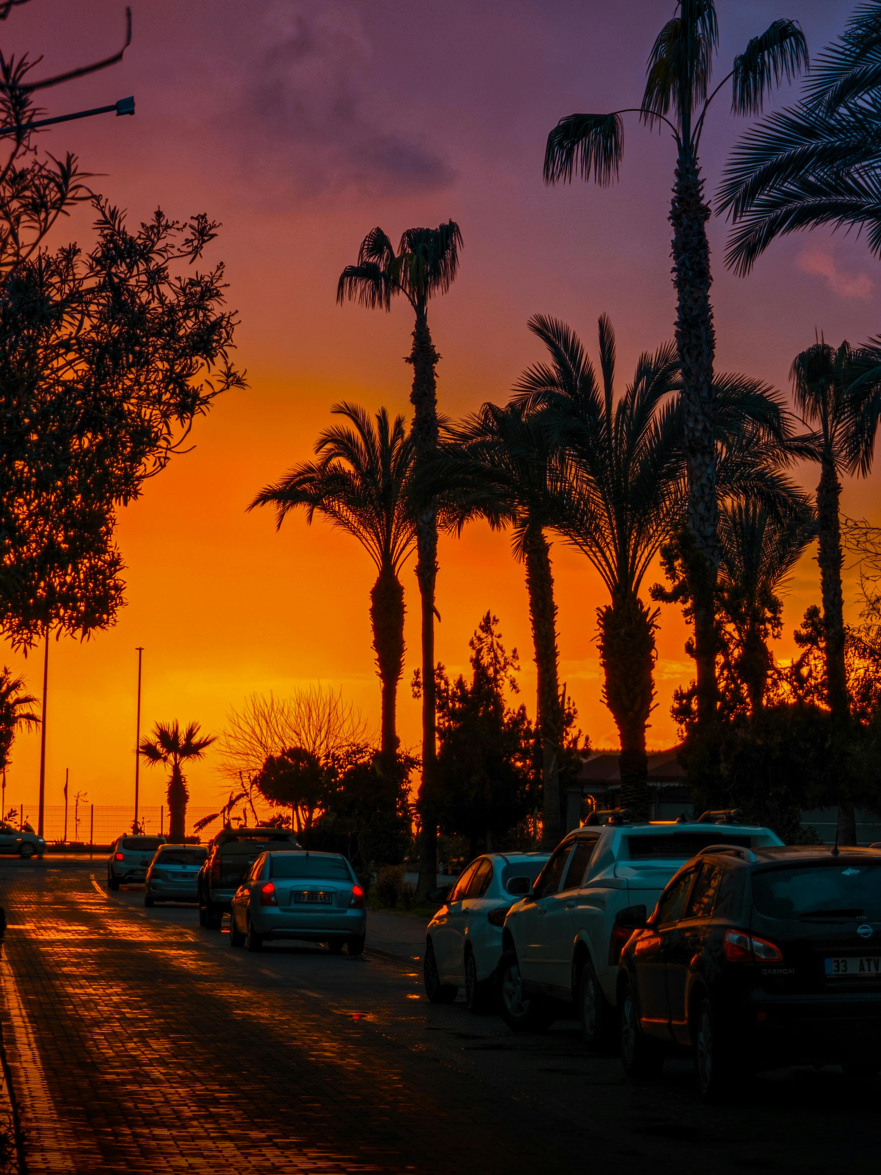 ingyenes Lenyűgöző, élénk színeket bemutató naplemente a pálmafákkal szegélyezett Mahmutlar utcáján, Antalyában, Törökországban. Stockfotó