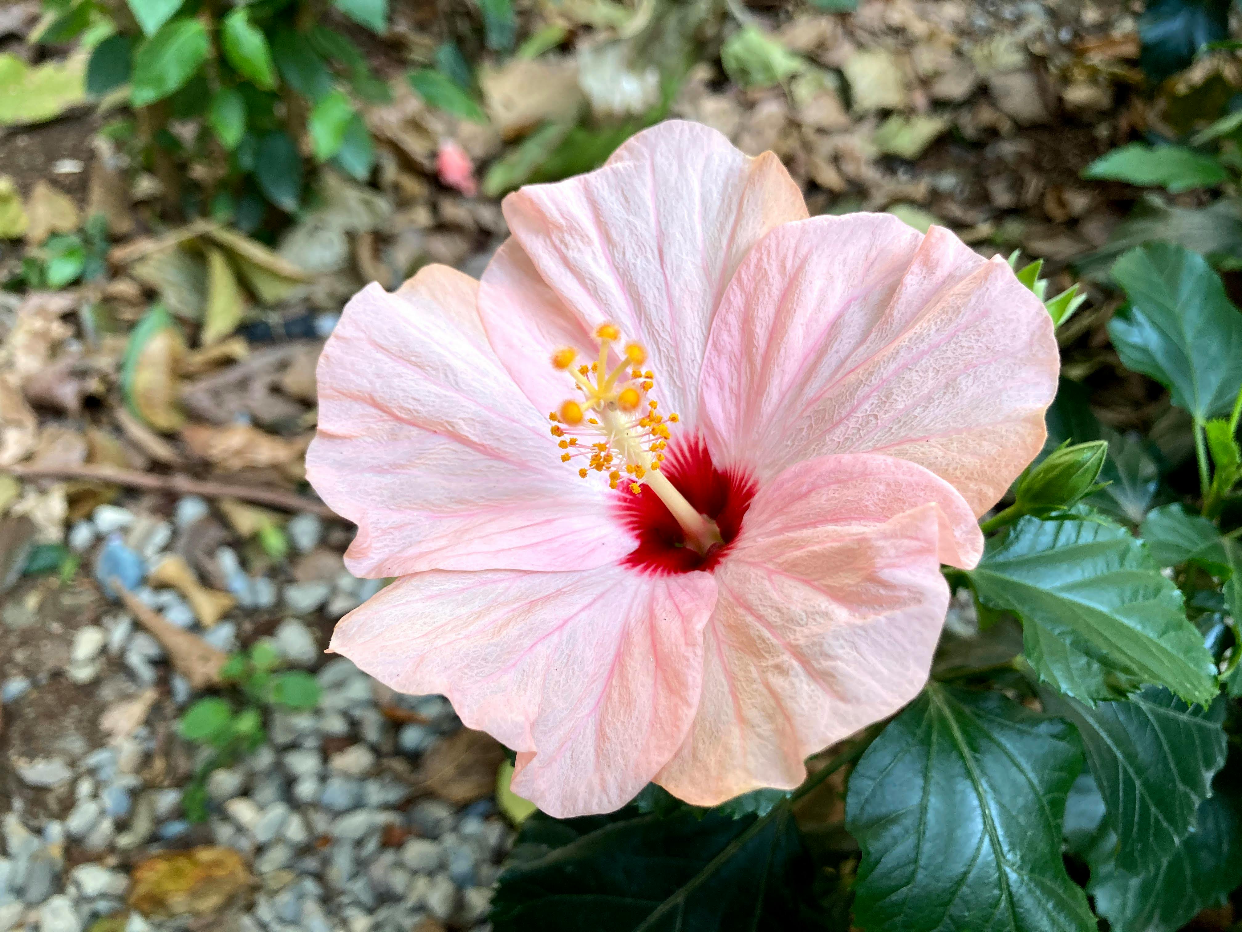 ingyenes Élénk rózsaszín hibiszkuszvirágzás, bonyolult virágrészletekkel a tajpeji kertben. Stockfotó