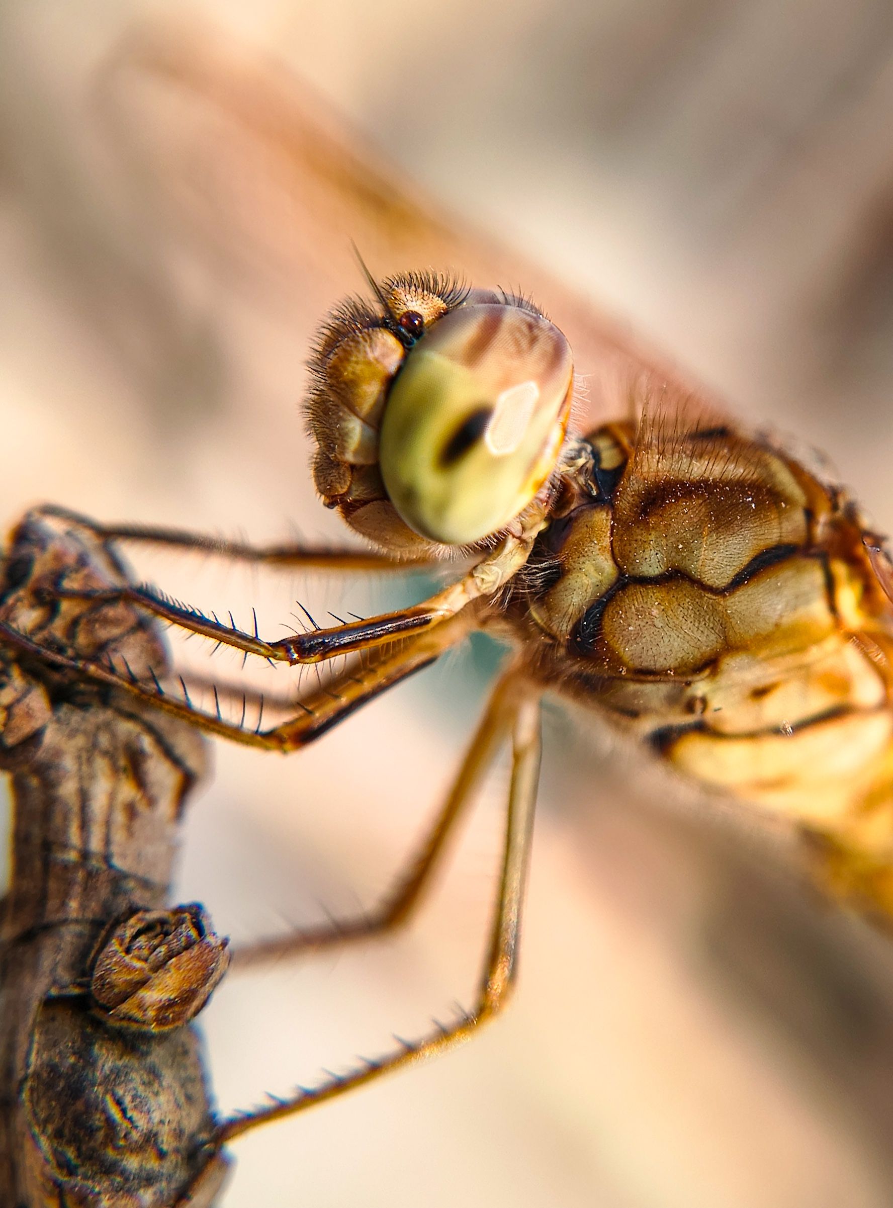 Close-Up of Dragonfly Perched on Branch · Free Stock Photo