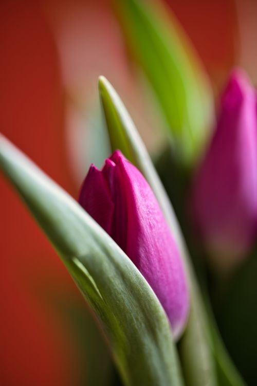 Free A detailed close-up of a vibrant pink tulip with soft green leaves, signifying spring. Stock Photo