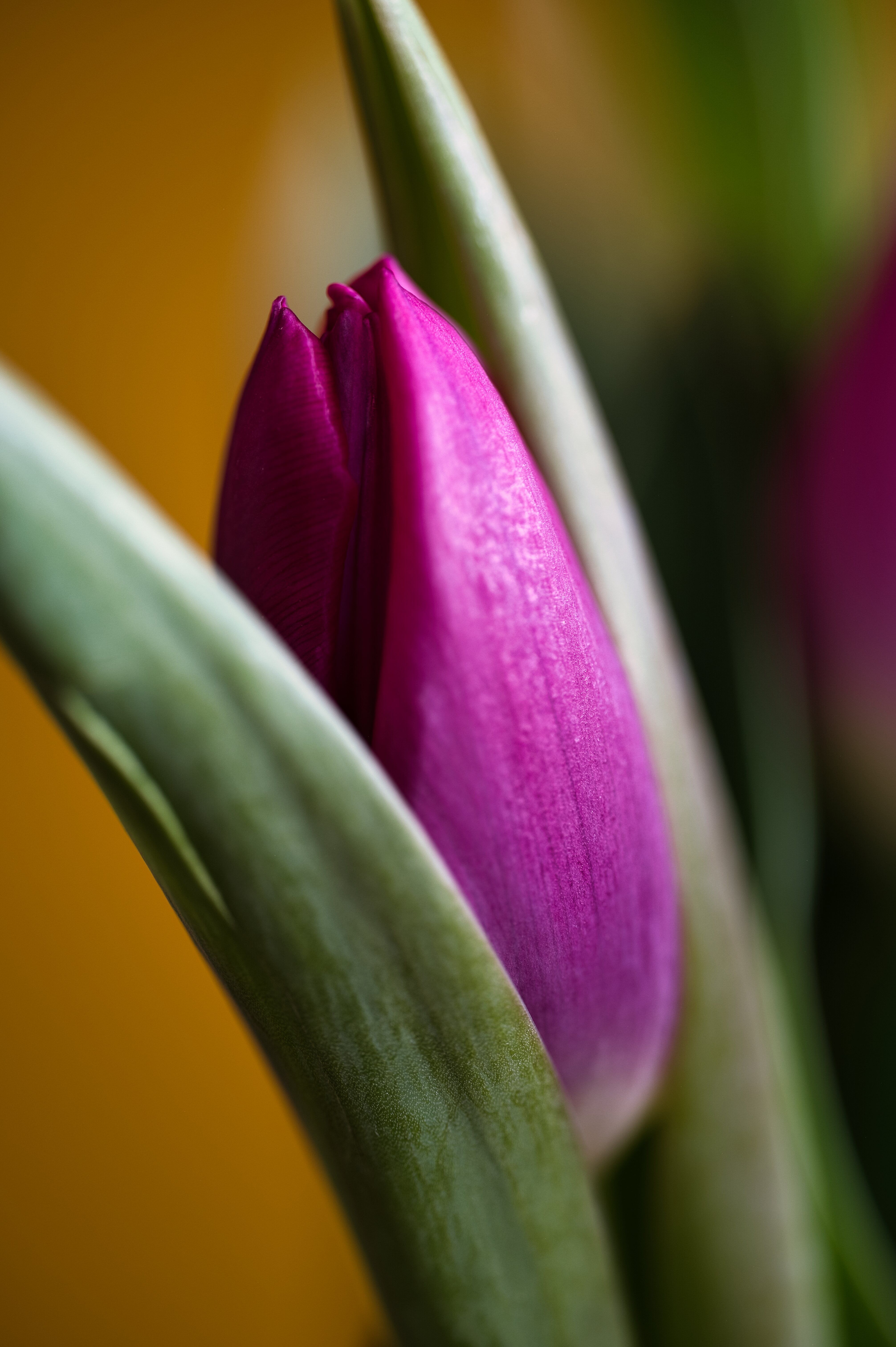 Fotomural Fotografía macro de un capullo de tulipán de color rosa intenso con hojas verdes, perfecto para temas primaverales.