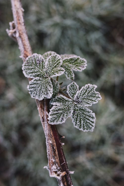 Grüne Blatt Pflanze In Der Nahaufnahmefotografie