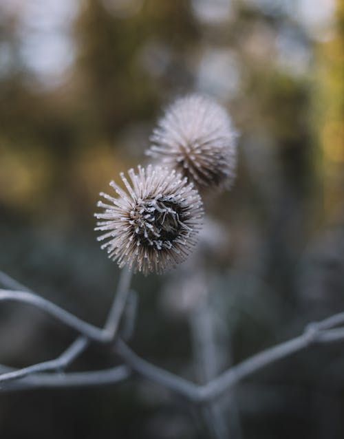 Closeup of prickly heads of burdock plant growing on thin stalk in autumn forest