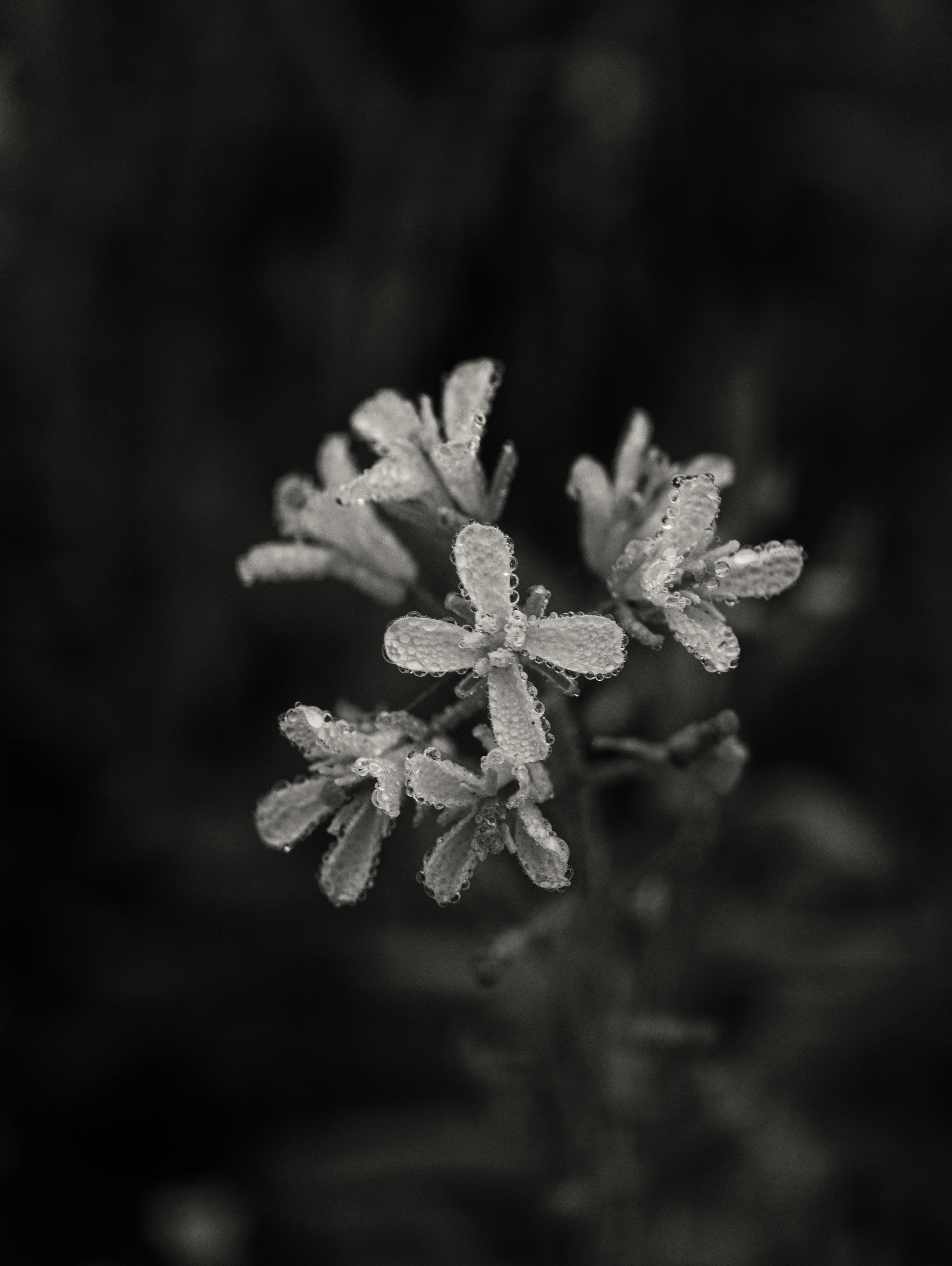 De franc Primer pla de flors delicades cobertes de gotes de rosada, capturades en blanc i negre per a un aspecte clàssic. Foto d'estoc