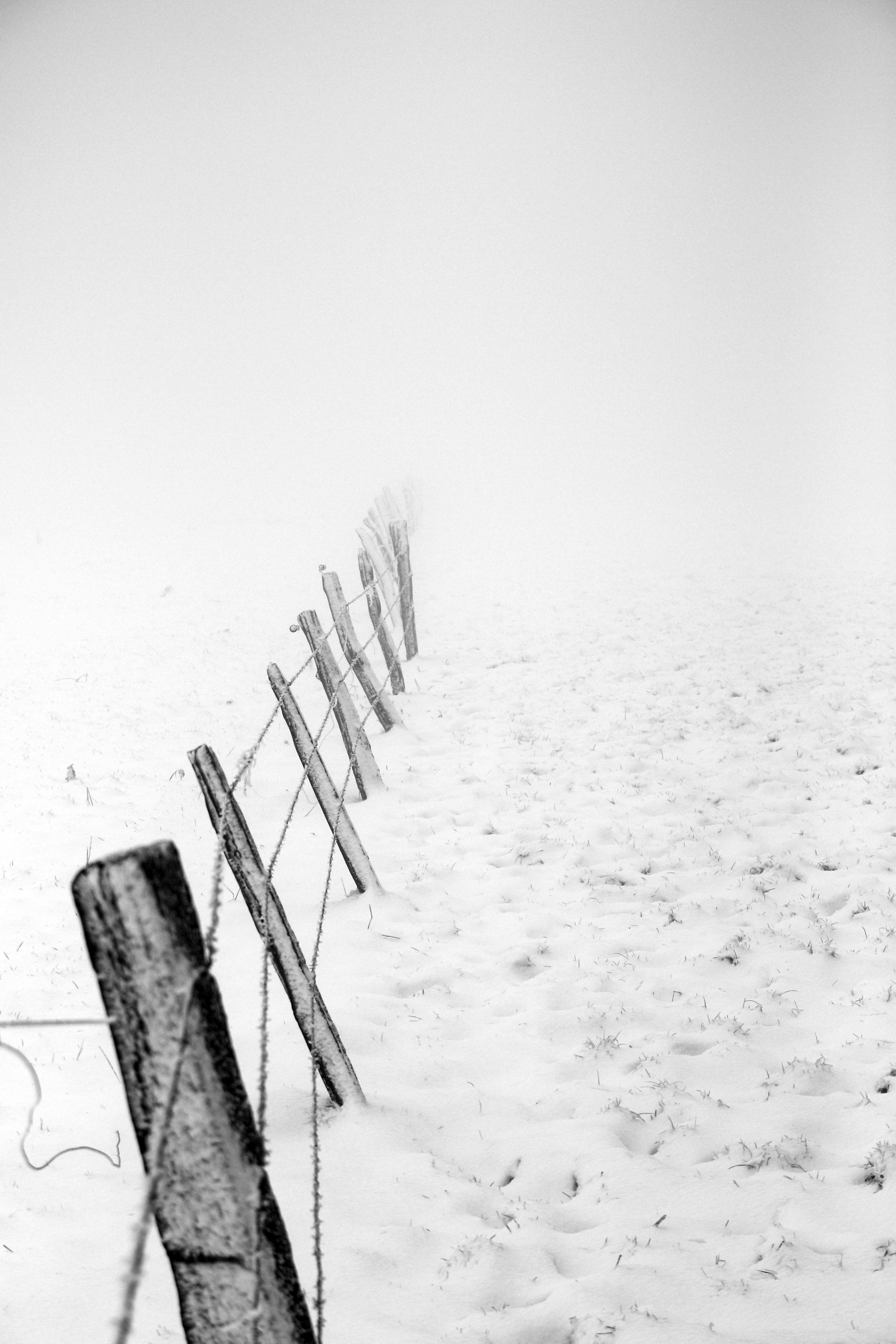 Kostnadsfria Kostnadsfri bild av årstid, bw, dimma Stock foto