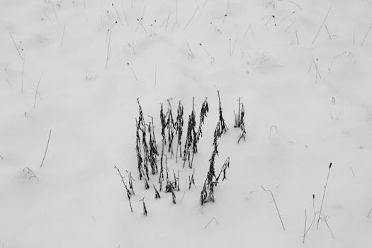 A serene black and white winter landscape showcasing dried plants protruding through the snow.