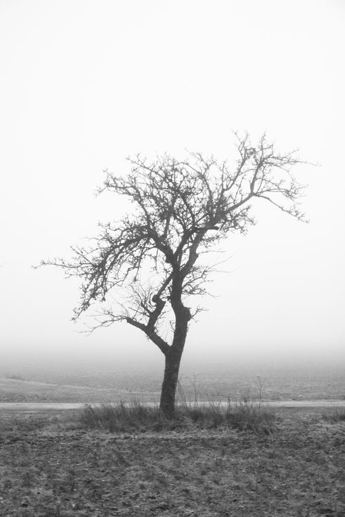Free A lone tree stands in a foggy field, capturing the essence of a bleak winter day. Stock Photo