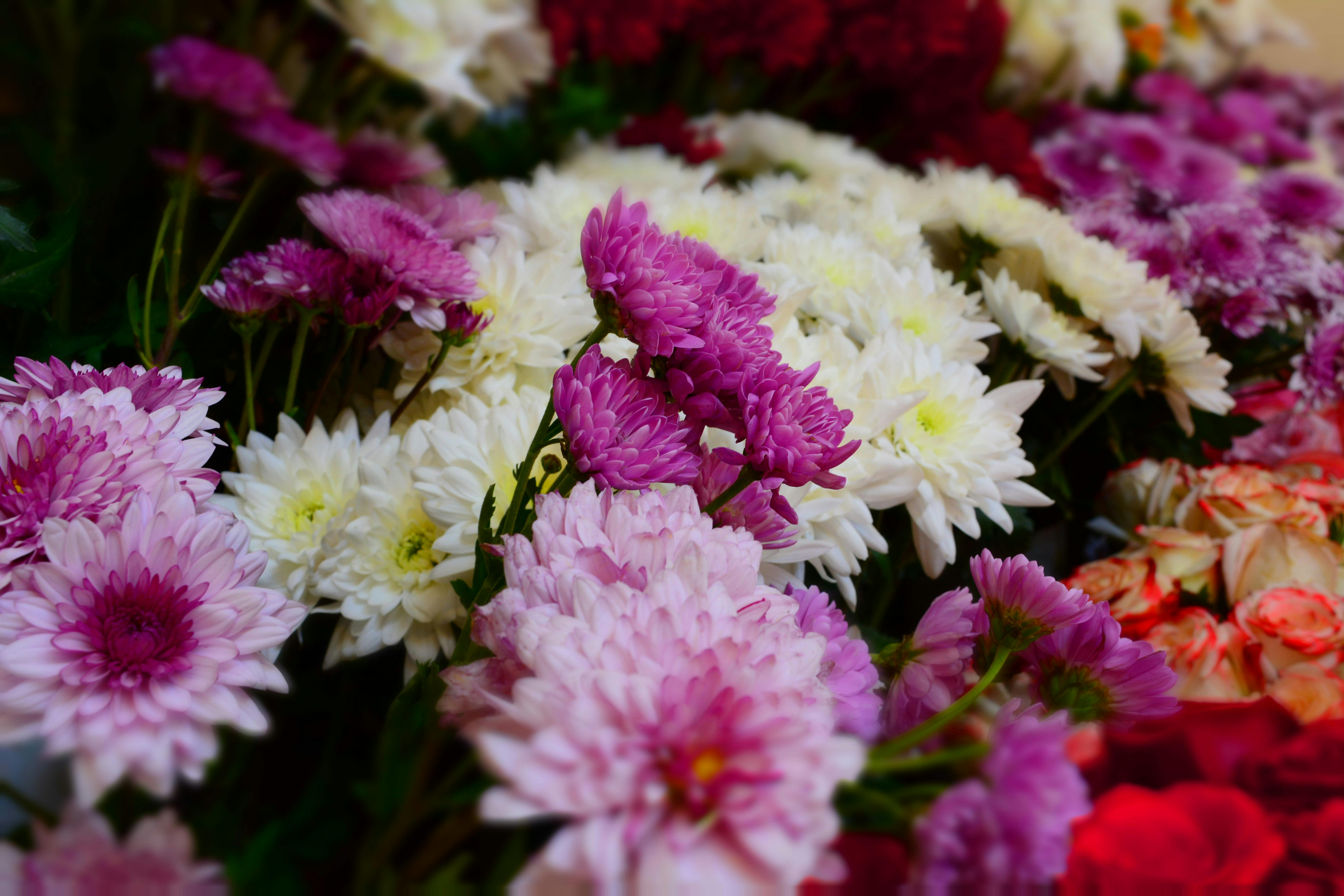 [ColoSach]-colorful-arrangement-of-purple-and-white-chrysanthemums-in-a-floral-shop-setting.