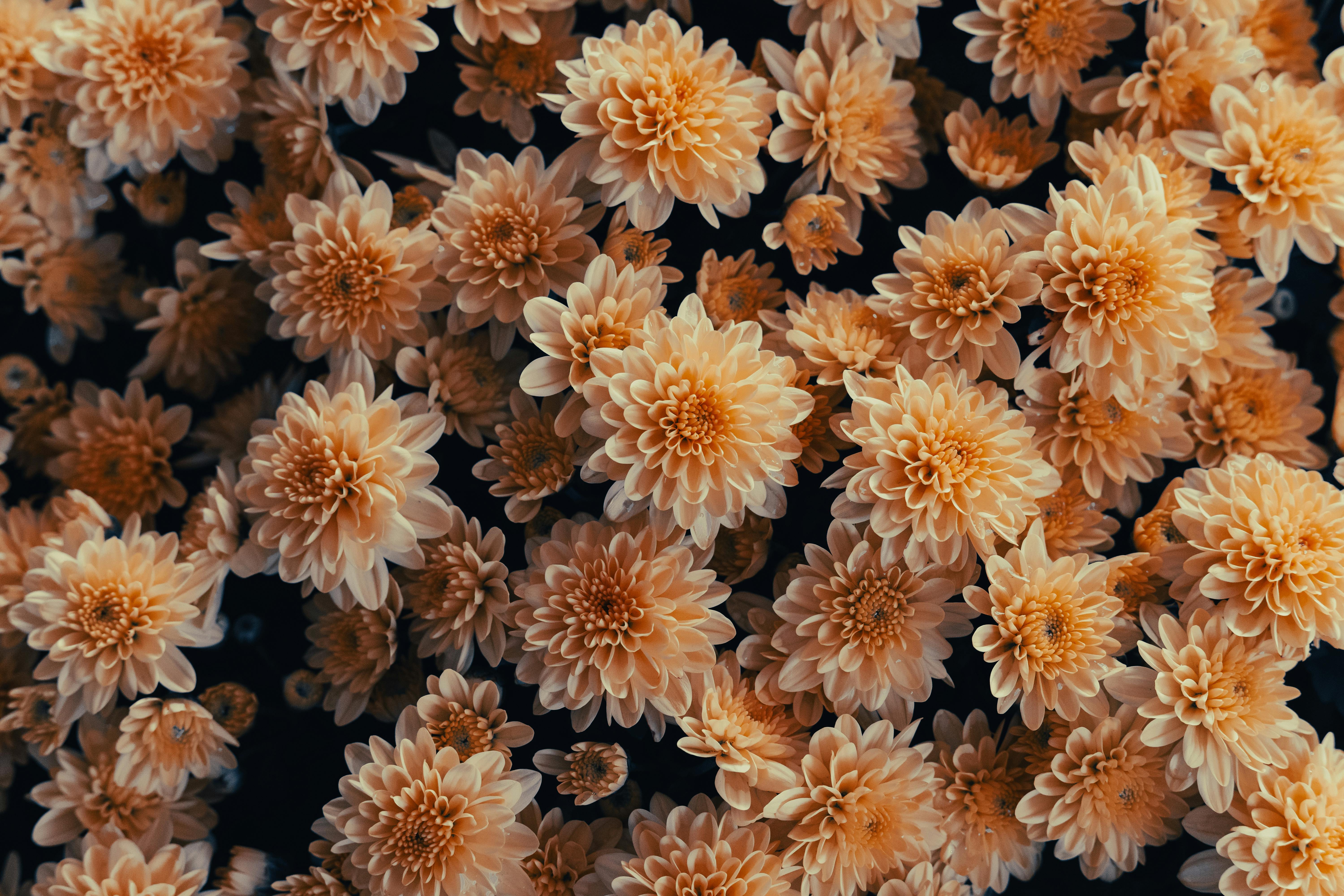 Free A captivating close-up of peach chrysanthemums showcasing their intricate petal patterns. Stock Photo