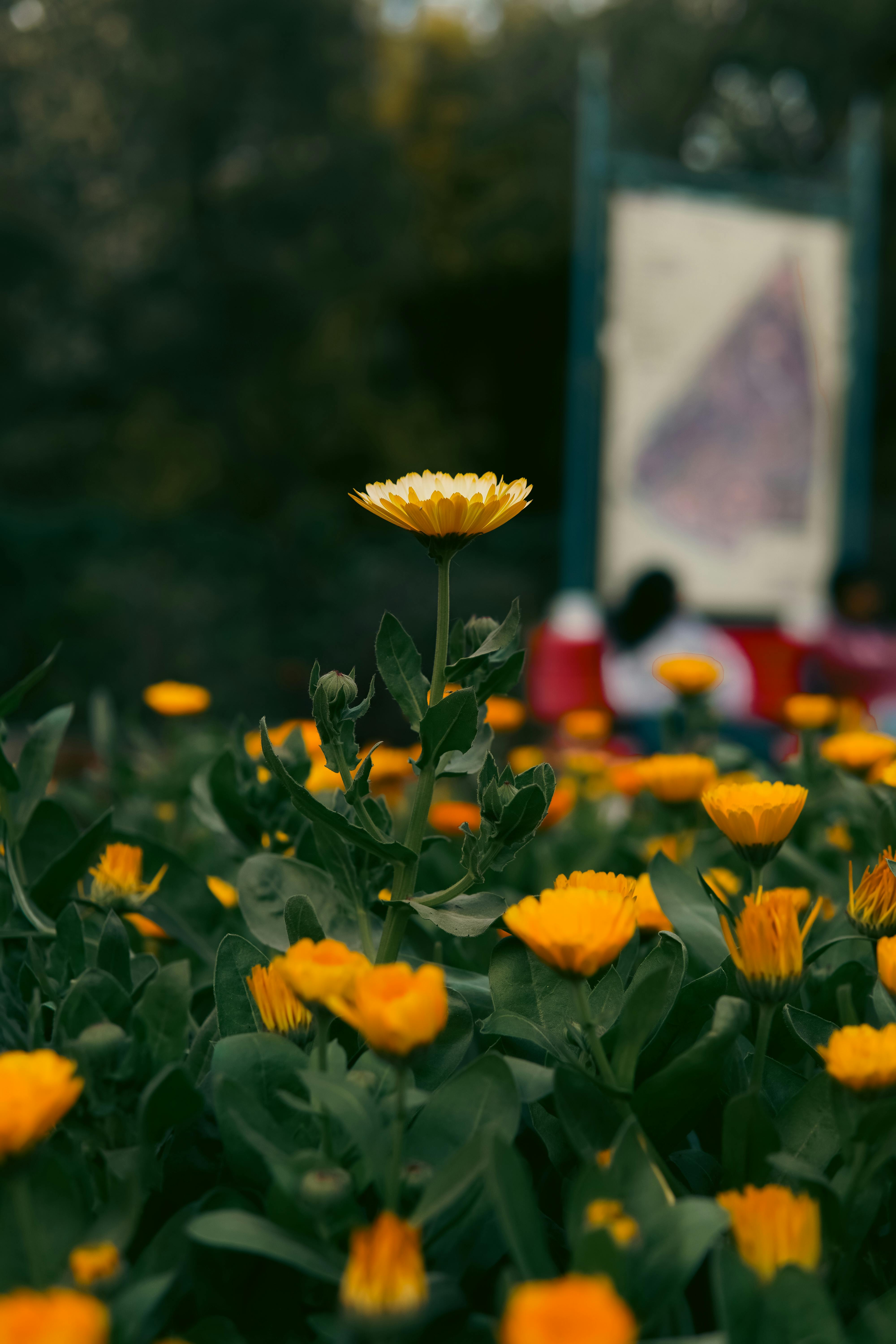 Ücretsiz Yeni Delhi'de açık alanda açan canlı sarı çiçeklerin yakın çekim fotoğrafı. Stok Fotoğraflar