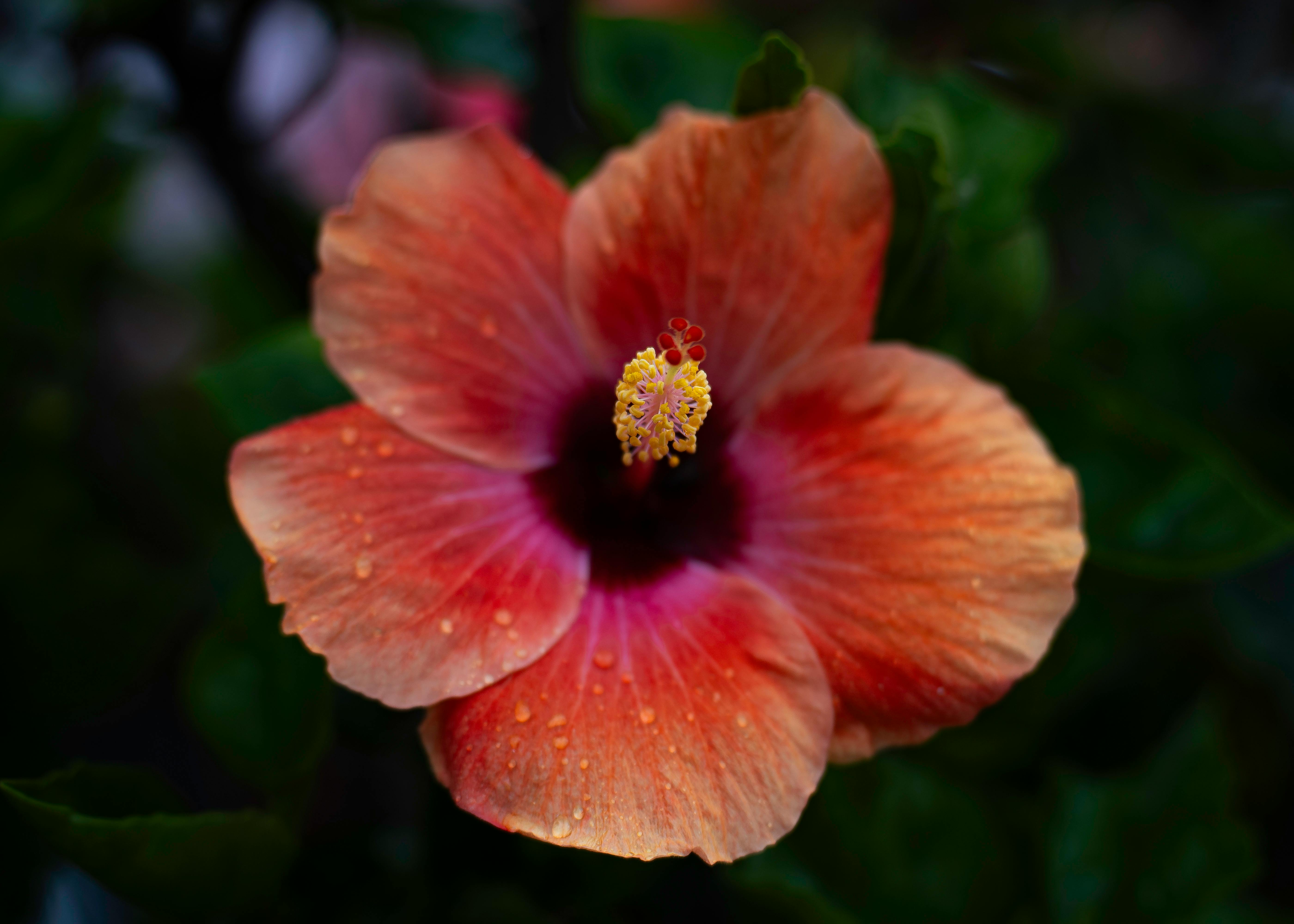 ingyenes Élénk közeli kép egy gyönyörű narancssárga hibiszkuszvirágról, szirmain vízcseppekkel. Stockfotó