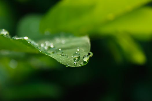 Close-up of dew droplets on a green leaf, capturing nature's purity and freshness.