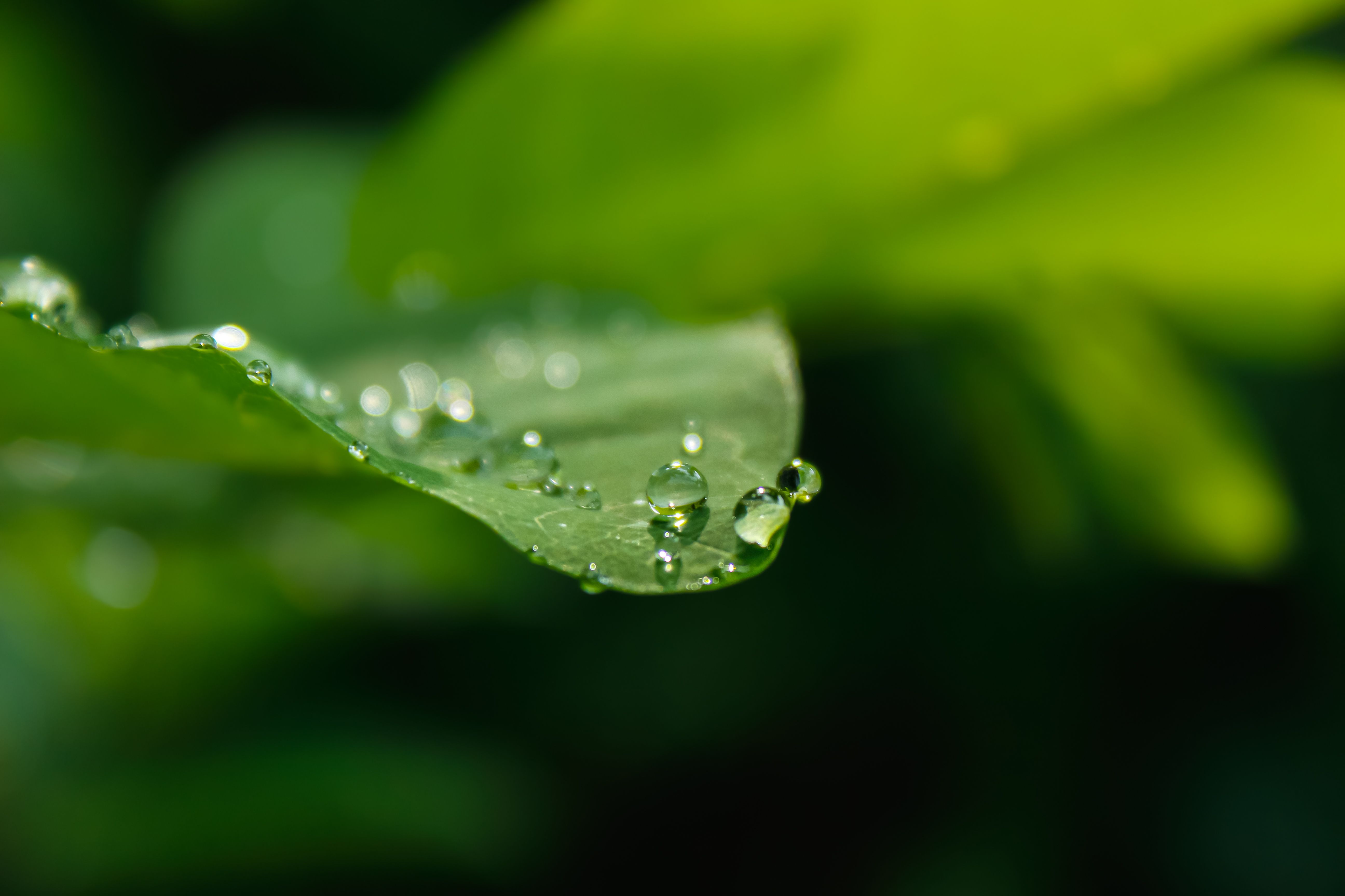 Gratis Primo piano delle gocce di rugiada su una foglia verde, che catturano la purezza e la freschezza della natura. Foto a disposizione
