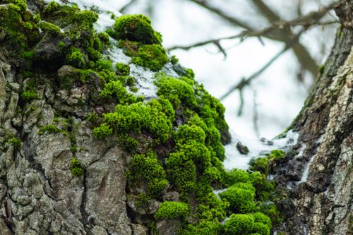 Free Detailed macro of vibrant green moss growing on tree bark with patches of snow. Stock Photo