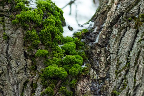 Free Close-up of lush green moss growing on a tree bark with patches of snow in a winter forest. Stock Photo
