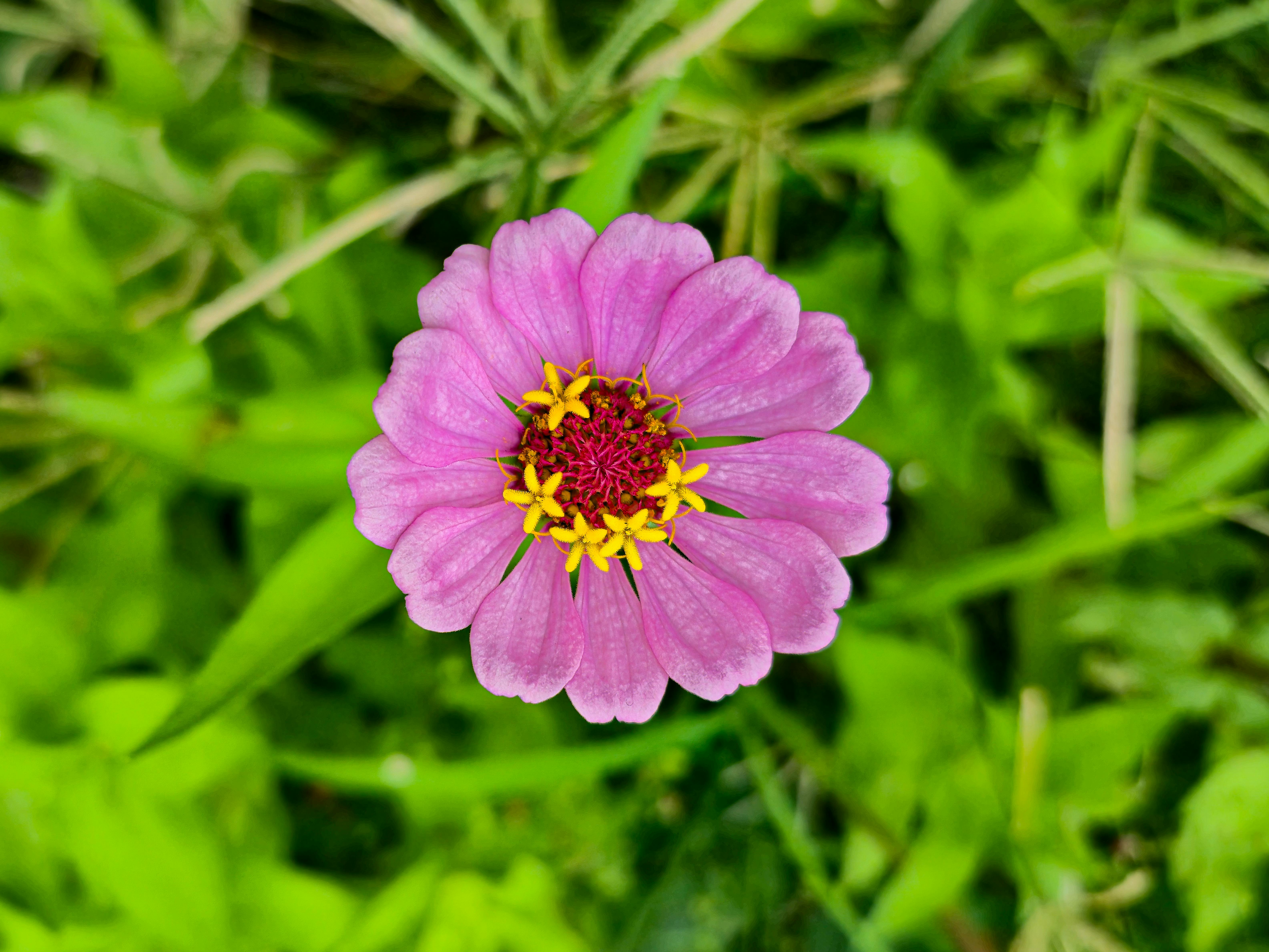 Δωρεάν Ένα όμορφο ροζ λουλούδι ζίννια ανθίζει ανάμεσα σε καταπράσινο φύλλωμα, αιχμαλωτισμένο σε έναν ζωντανό υπαίθριο κήπο. Φωτογραφία από στοκ φωτογραφιών
