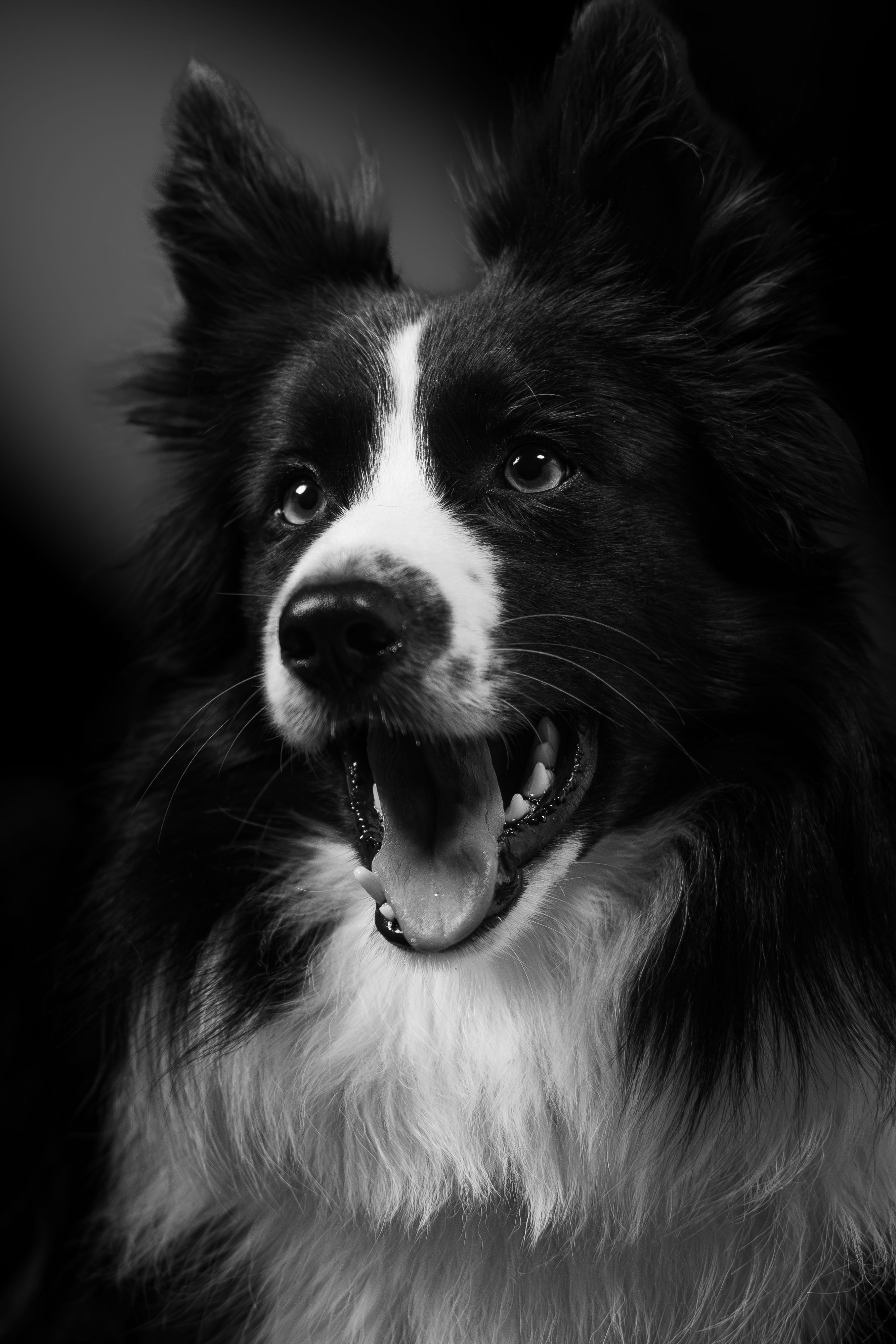 Monochrome portrait of a border collie — photo by Benoit Vacherie on Pexels