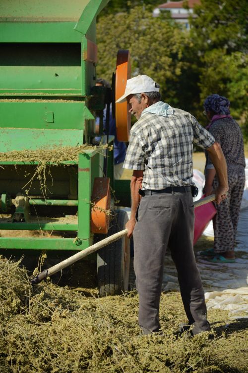 Free Rural scene of farmers working with a green agricultural machine harvesting hay on a sunny day in Türkiye. Stock Photo