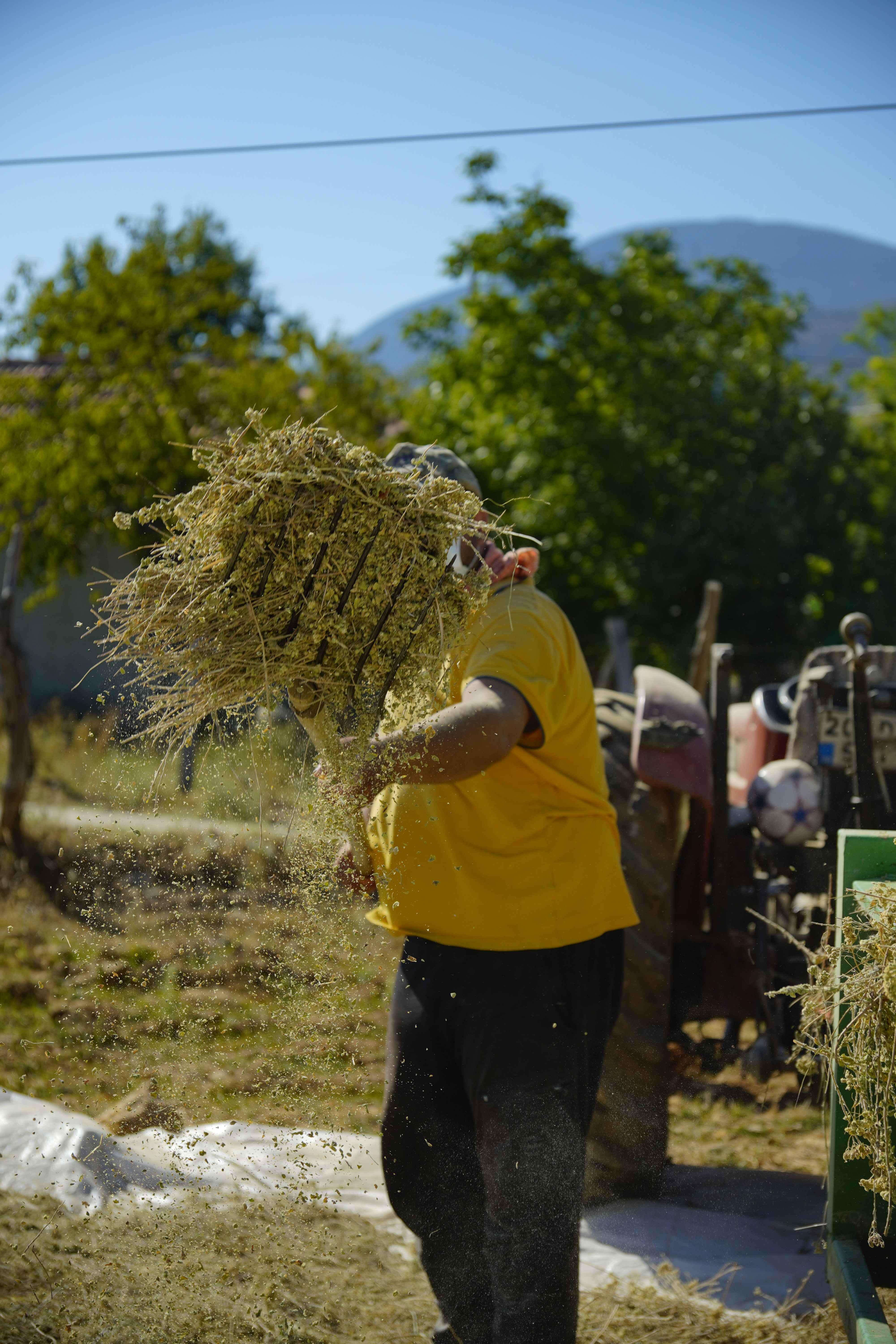 Farmer harvesting crops in Türkiye's rural landscape, embodying traditional agriculture methods.