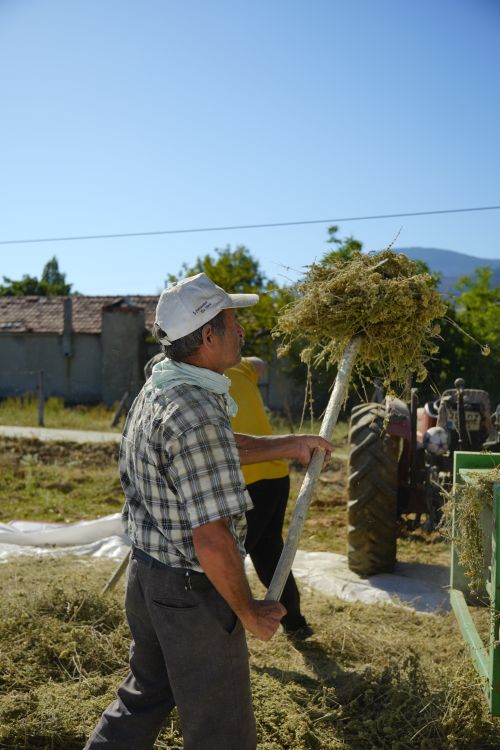 Free A farmer in Türkiye harvesting with a pitchfork, showcasing rural lifestyle and agriculture. Stock Photo