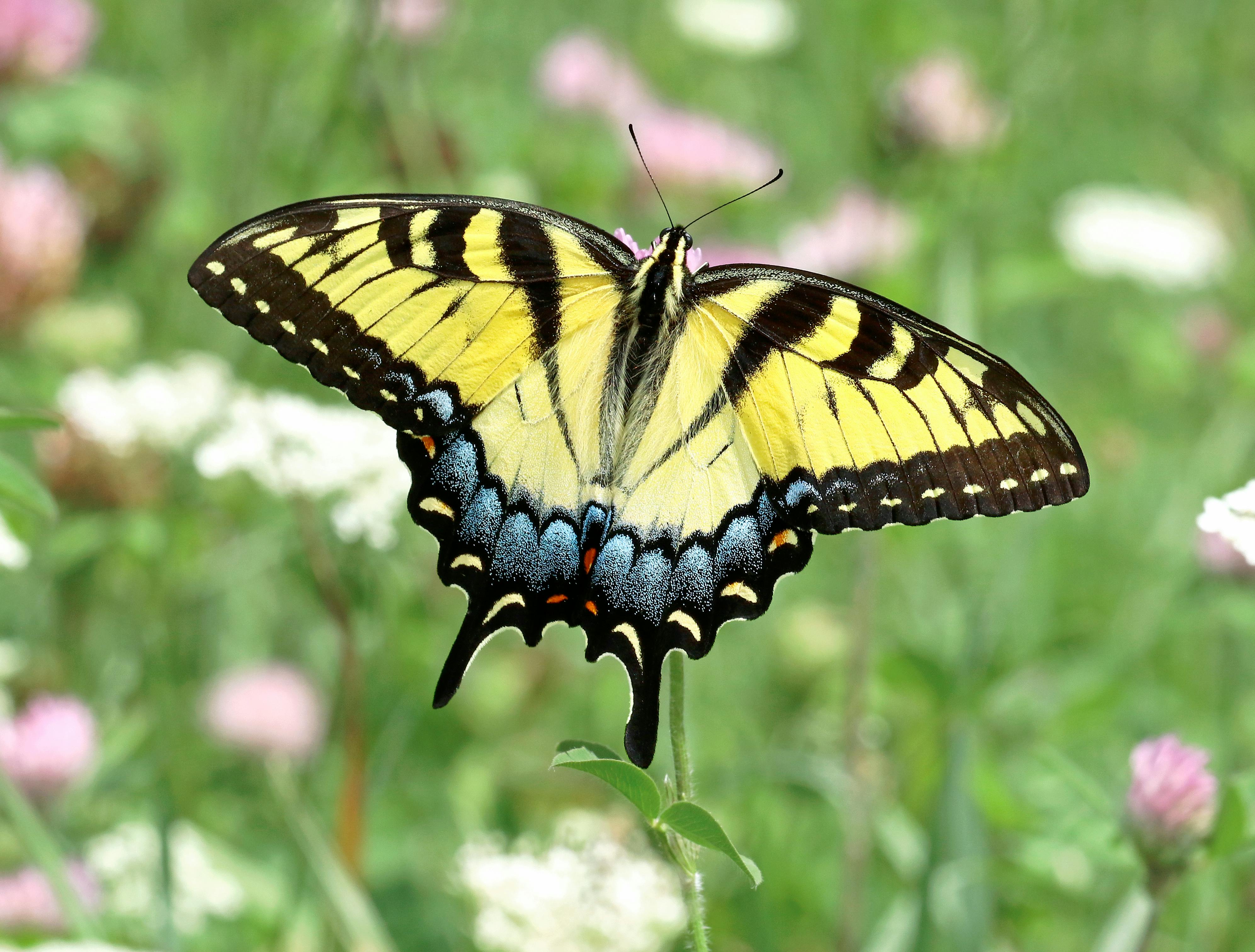 ingyenes Közeli kép egy keleti tigrisfecskefarkú lepkéről élénk színű virágokon egy nyári réten. Stockfotó