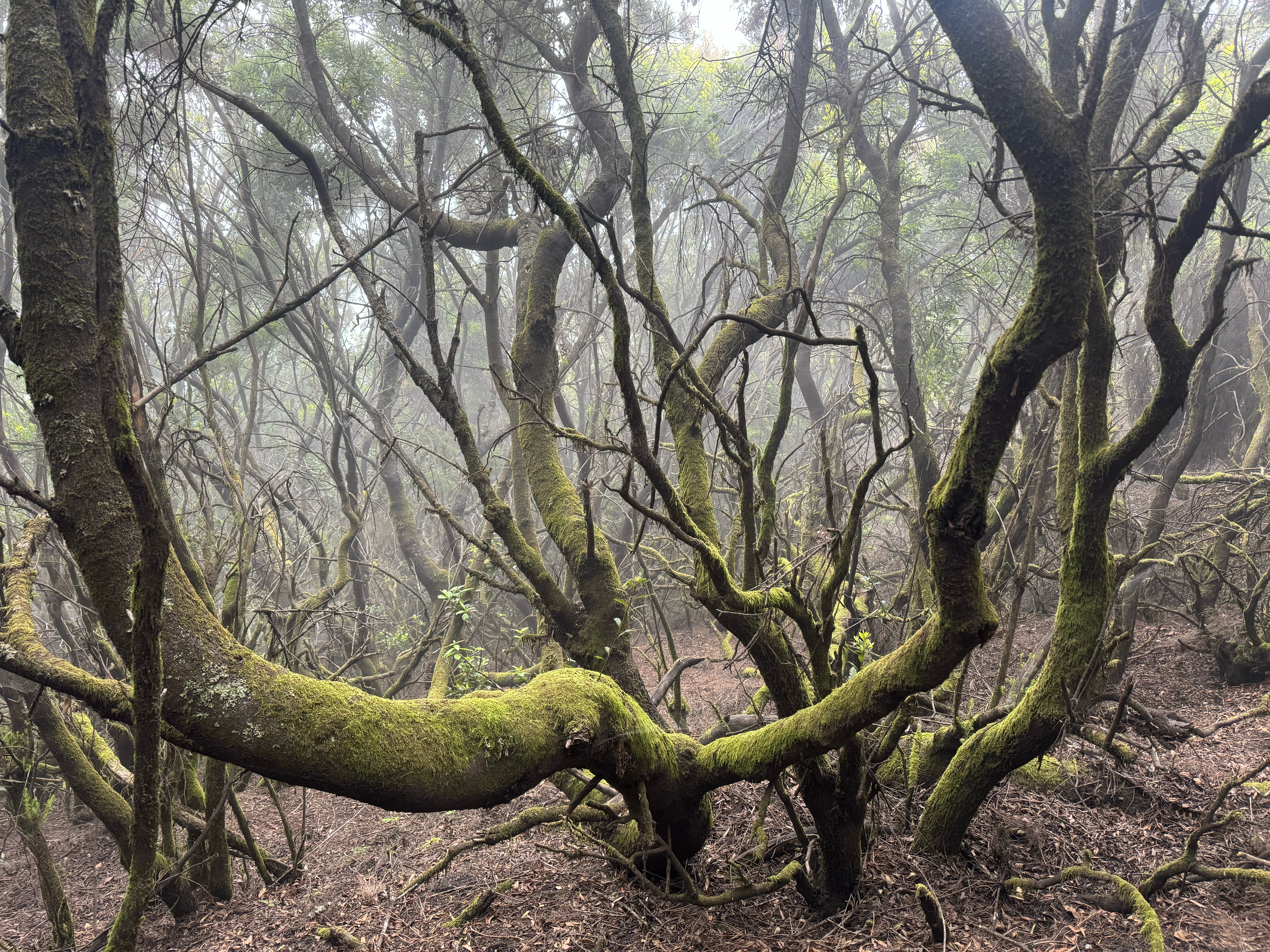 El increíble secreto del volcán de La Palma: una inmensa plancha de vapor que evapora la lluvia al instante.