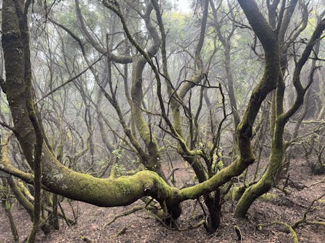 Enchanting misty forest with twisted trees in La Palma, Spain.