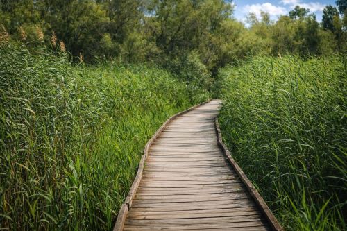 Free A tranquil wooden boardwalk winds through dense greenery on a sunny day in France. Stock Photo