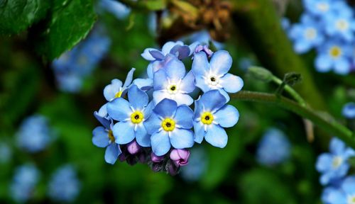 Free stock photo of flowers, forget me nots, nature Stock Photo