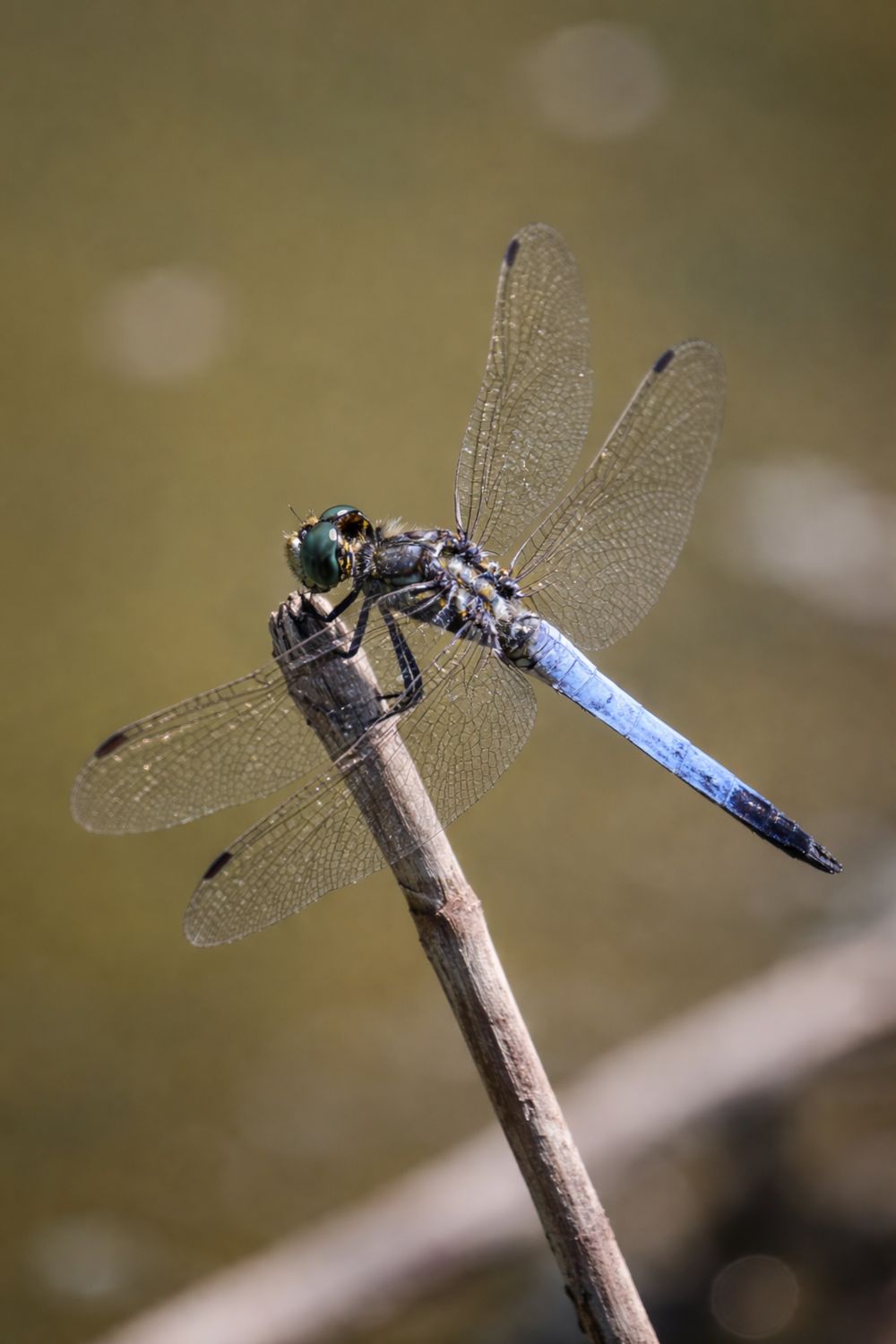Close-up Macro Shot of Blue Dragonfly Resting · Free Stock Photo