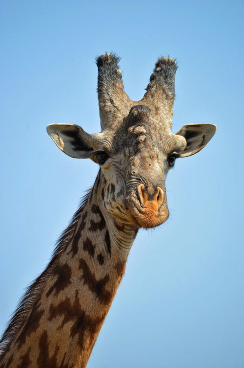 Free Close-up view of a giraffe with blue sky in Nairobi, Kenya. Stock Photo