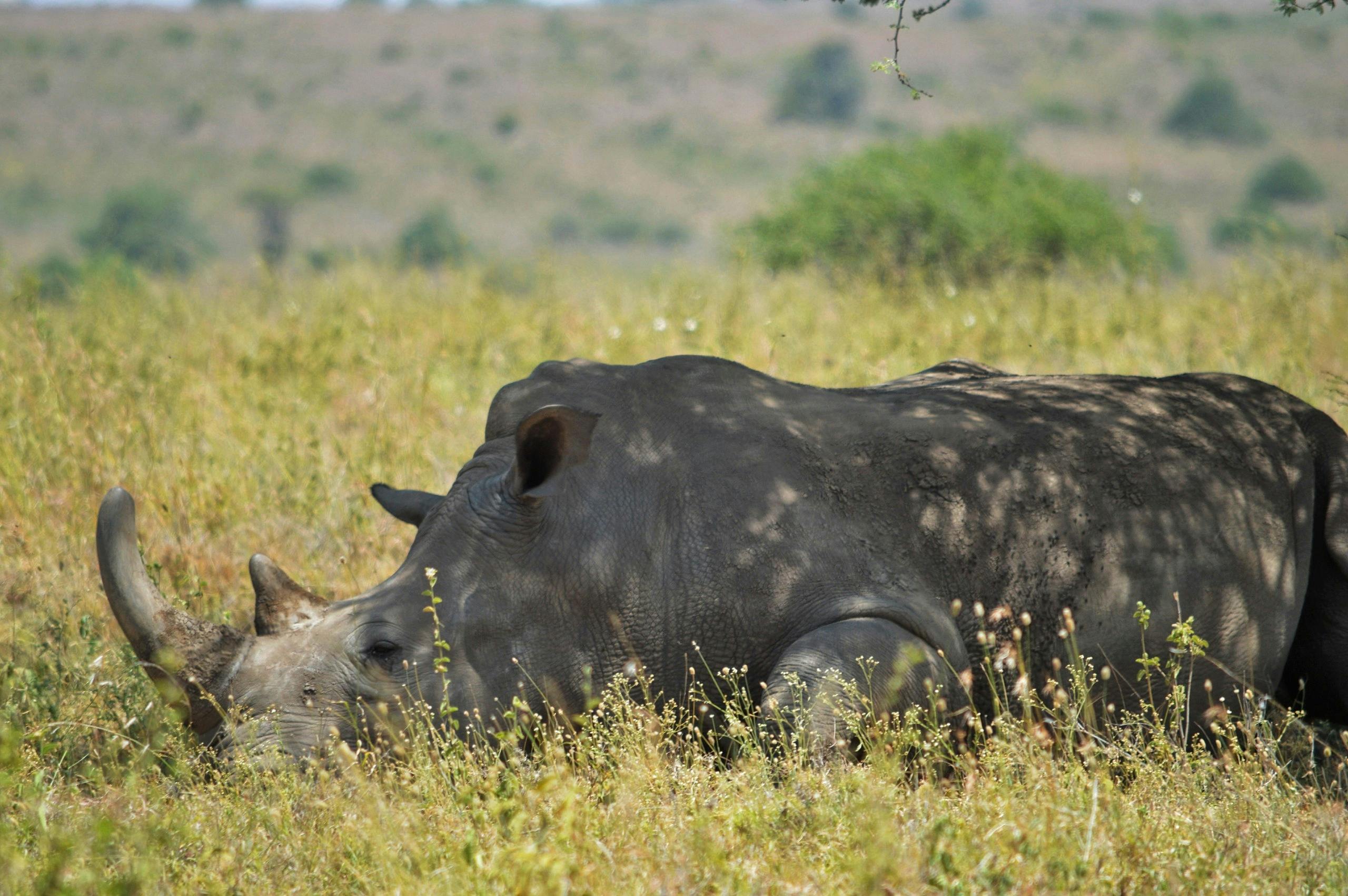 White rhinoceros resting in Nairobi National Park.