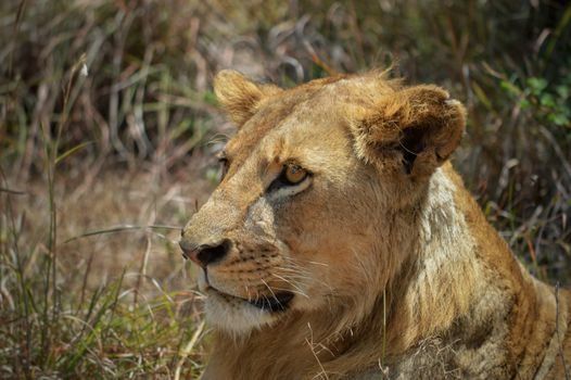 Samburu remote camp game walks — Kenya Safari