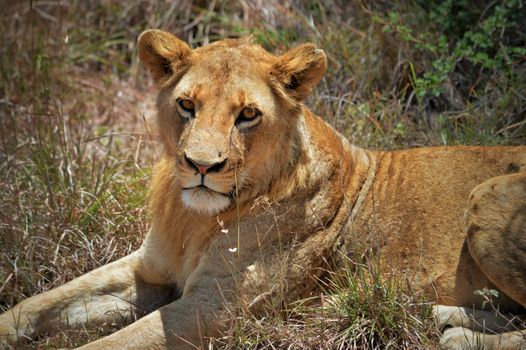 Samburu remote camp game walks — Kenya Safari