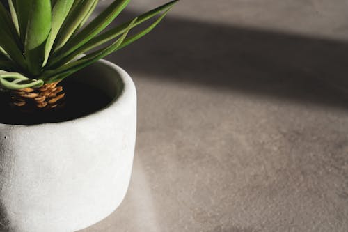 Free Green Plant on White Round Pot Stock Photo