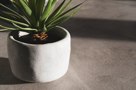 明亮灯光下混凝土表面的极简派盆栽特写