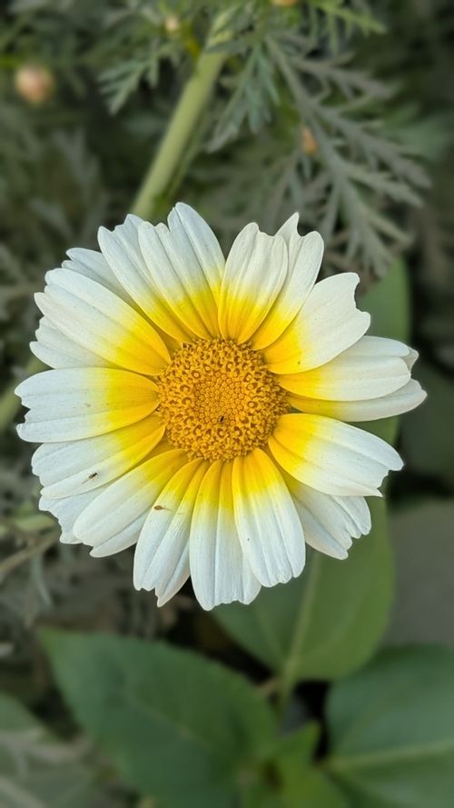 Free Close-up of a yellow and white daisy with intricate petal details in Lahore, Pakistan. Stock Photo