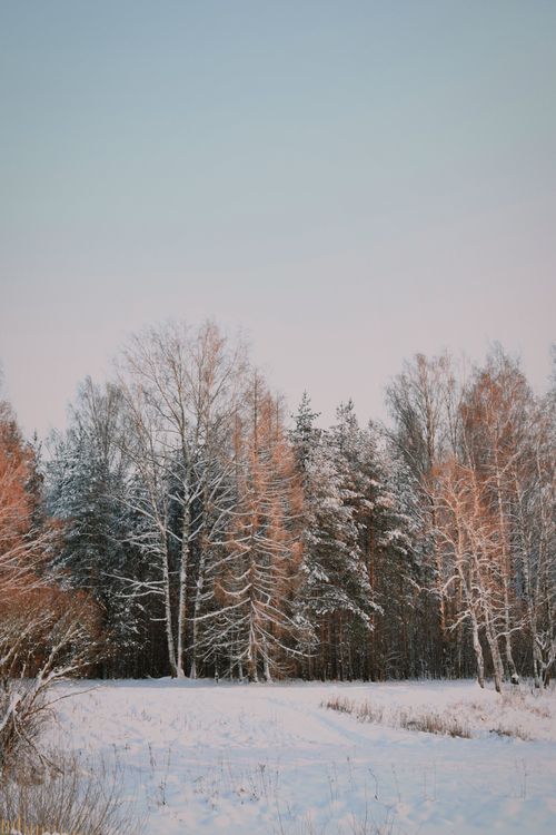 Free A tranquil winter scene of snow-covered trees under a pastel winter sky, evoking calmness. Stock Photo